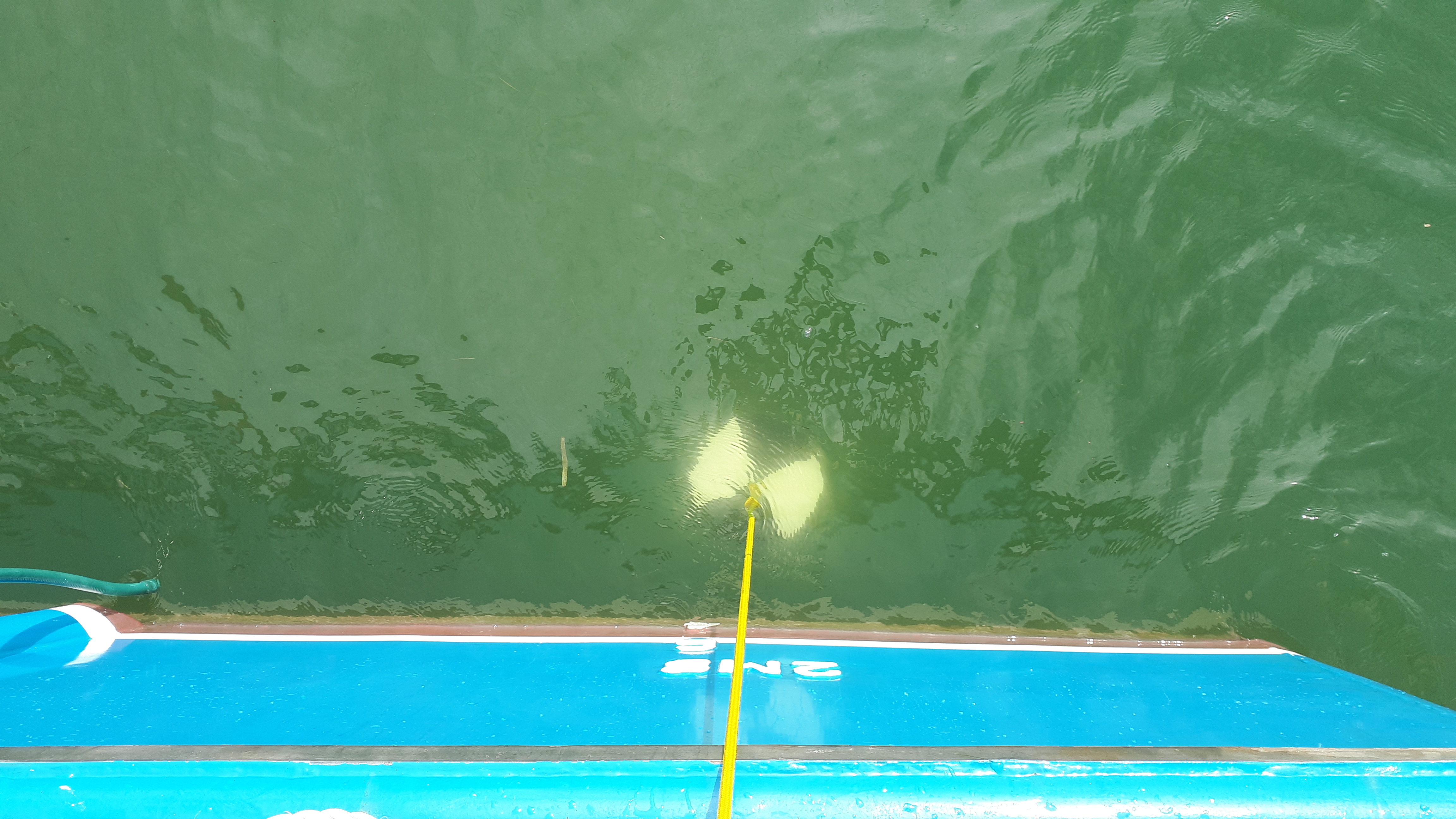 A Secchi disc being lowered into turbid water