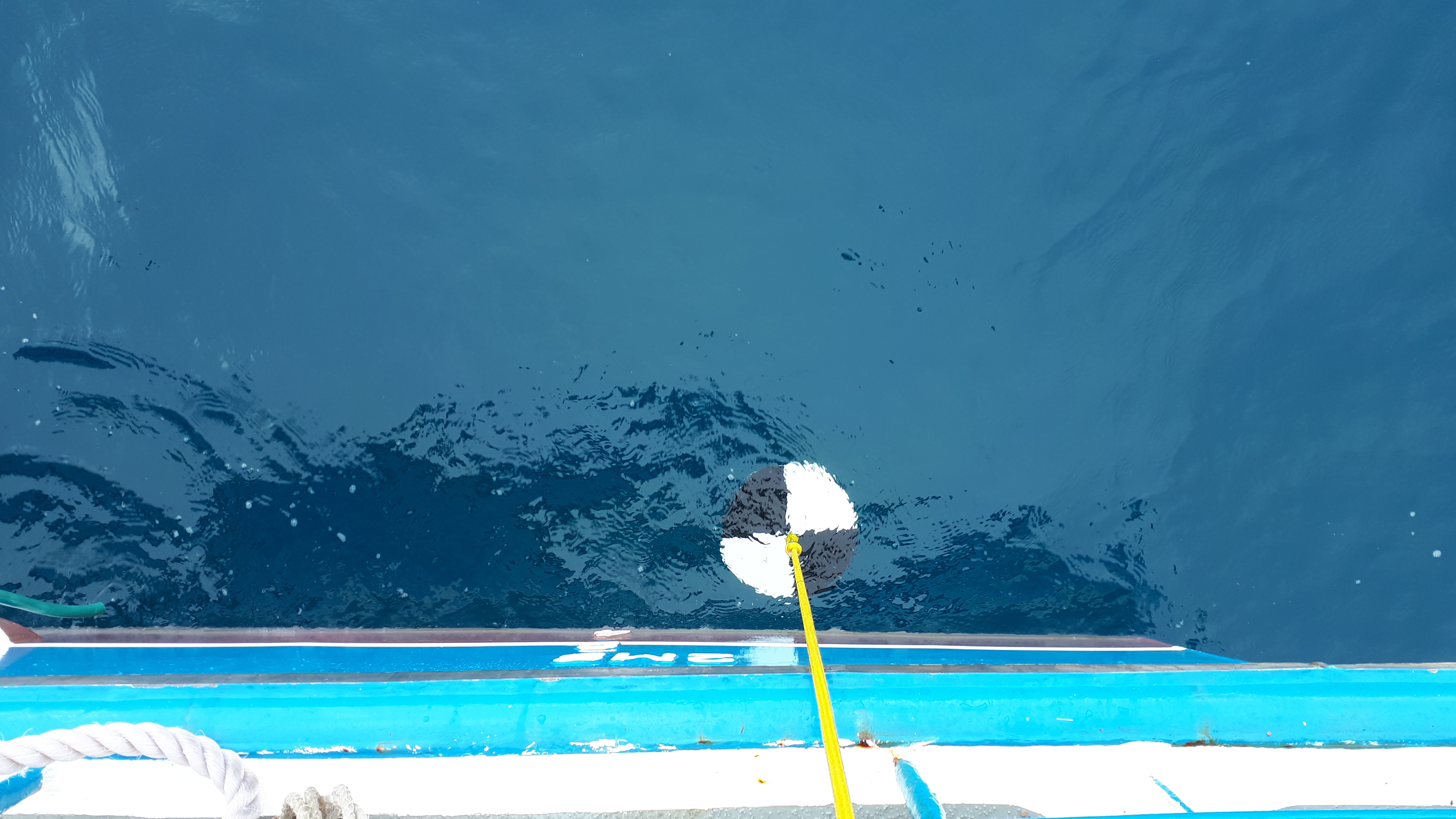 A Secchi disc being lowered into clear water