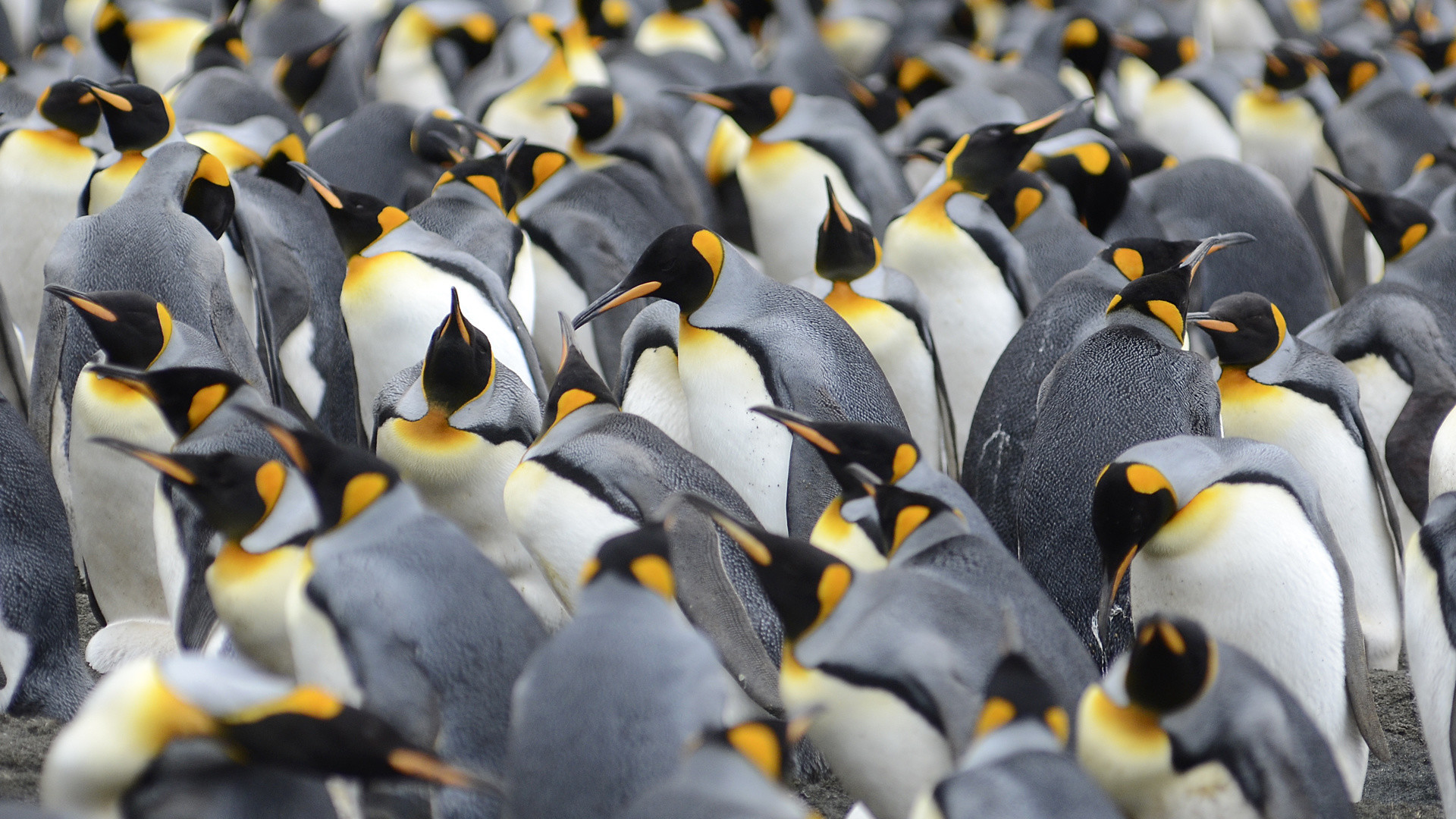 Macquarie Island King Penguins Flock 2018 Eric Woehler (1).jpg