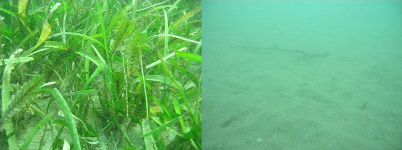 Decline of seagrass meadow at Magnetic Island