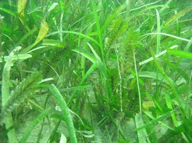 Seagrass meadow at Magnetic Island