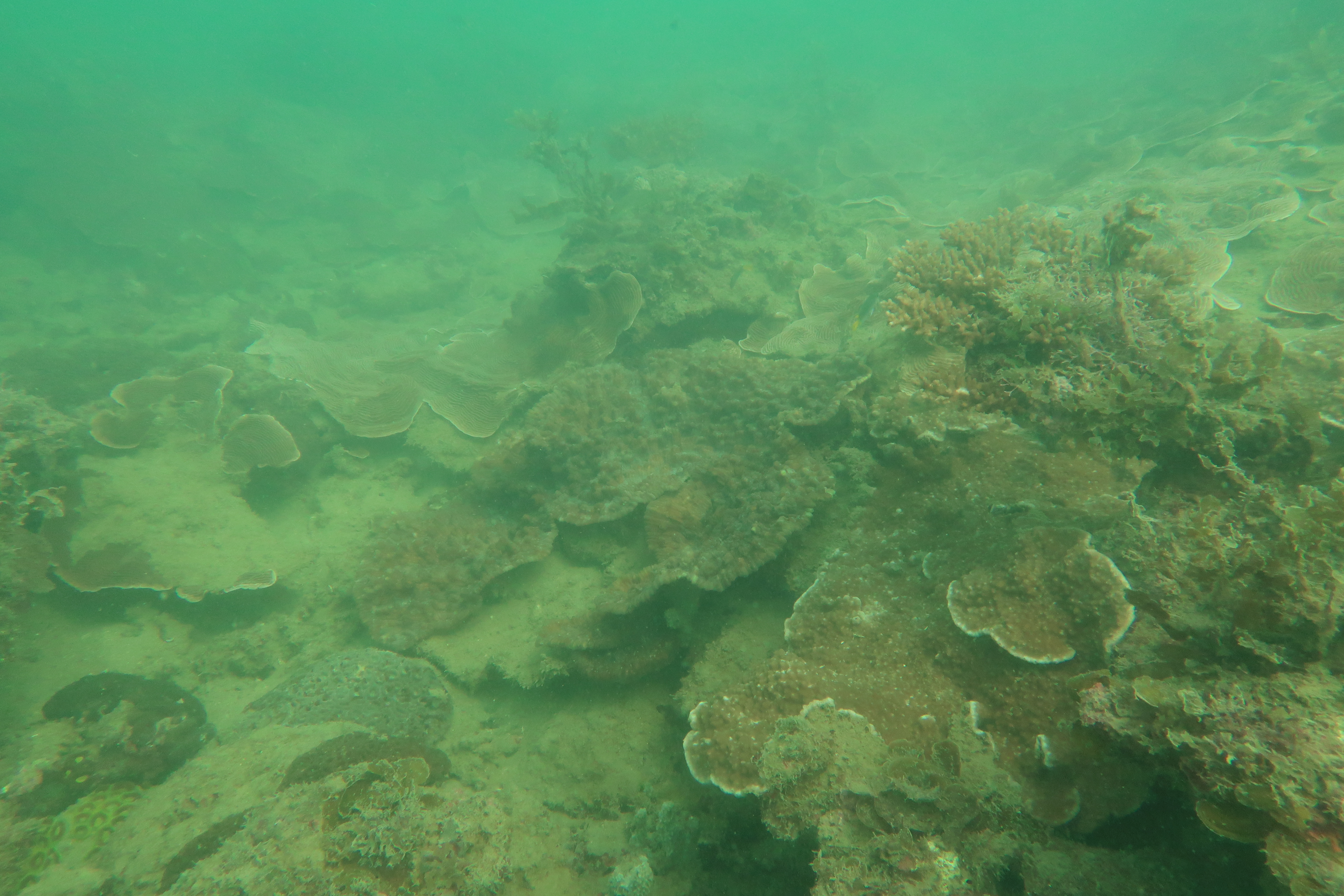 Reef slope community in turbid water near Magnetic Island