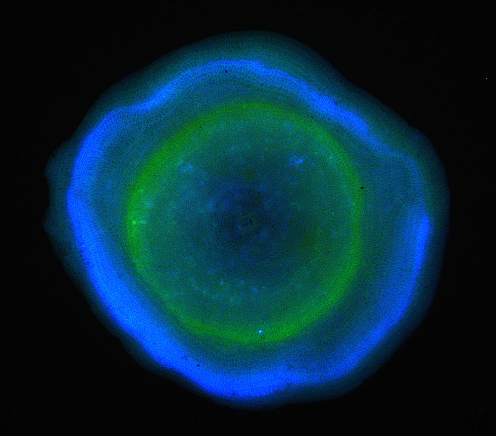 Foraminifera with fluorescent stains