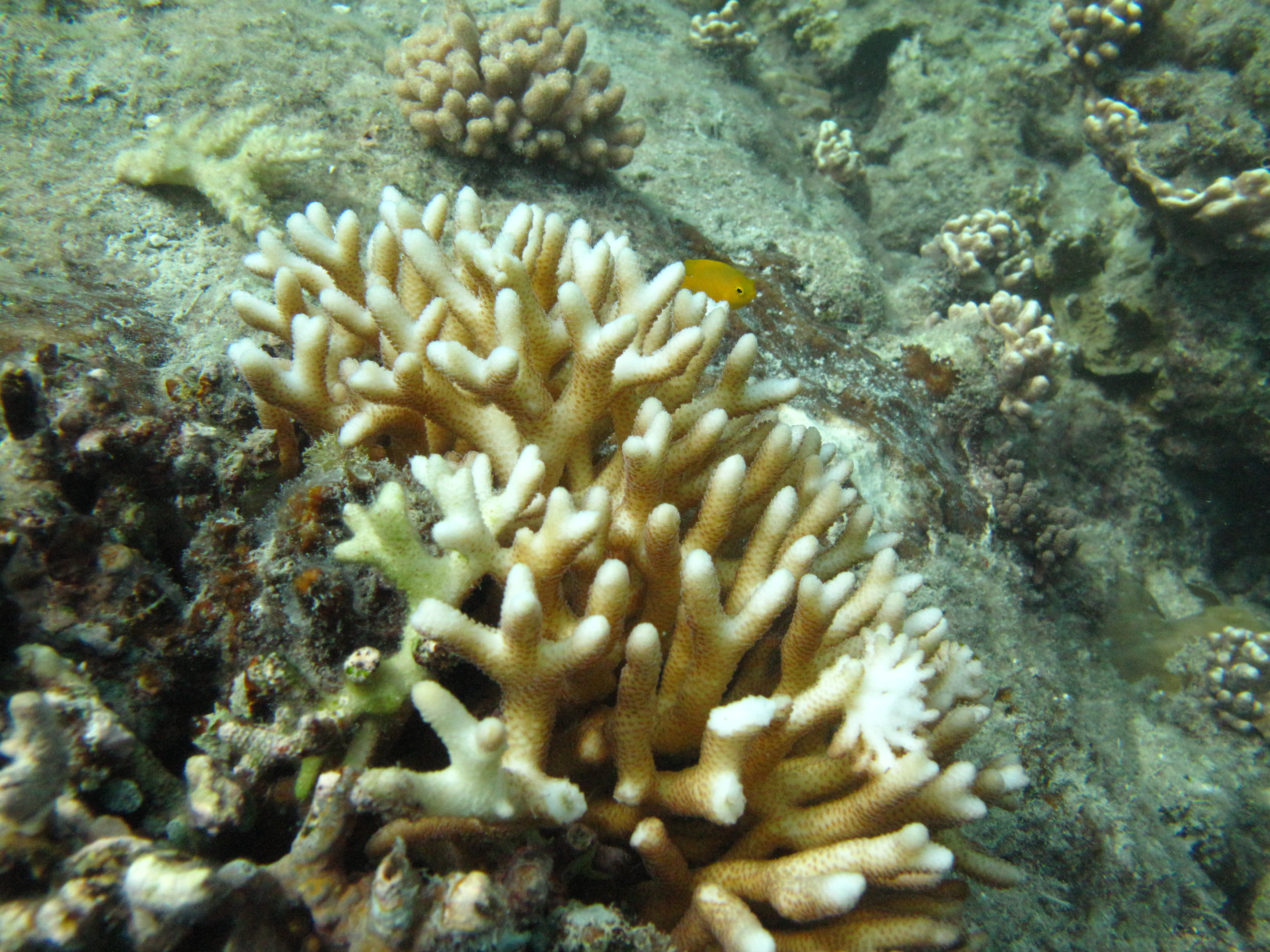 Seriatopora caliendrum