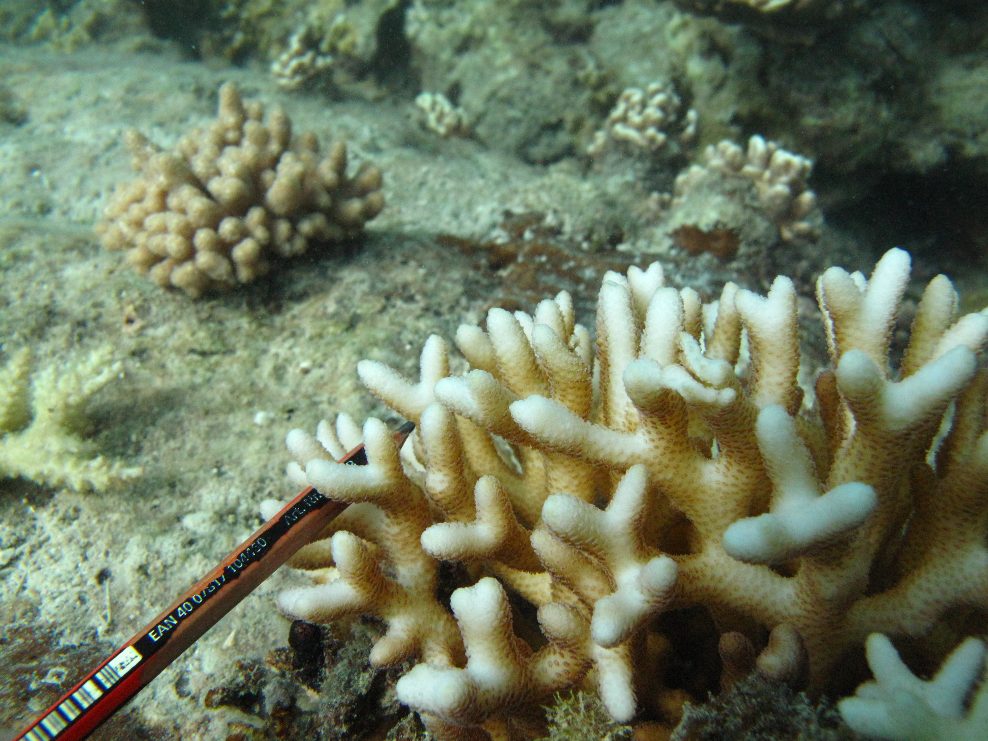 Seriatopora caliendrum
