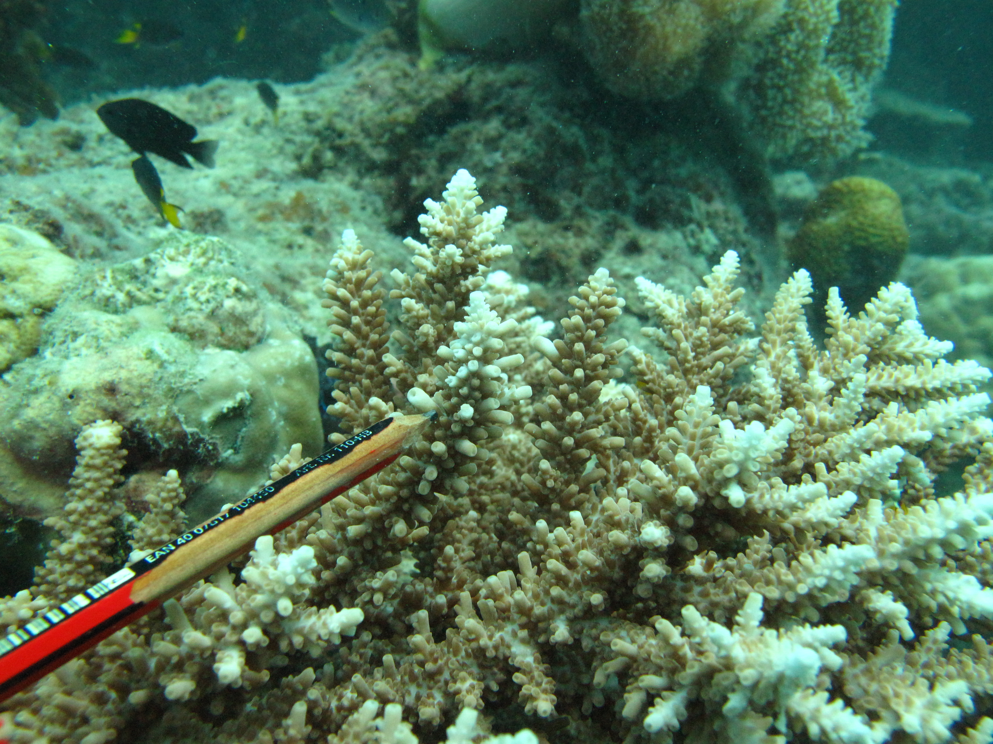 Acropora acuminata