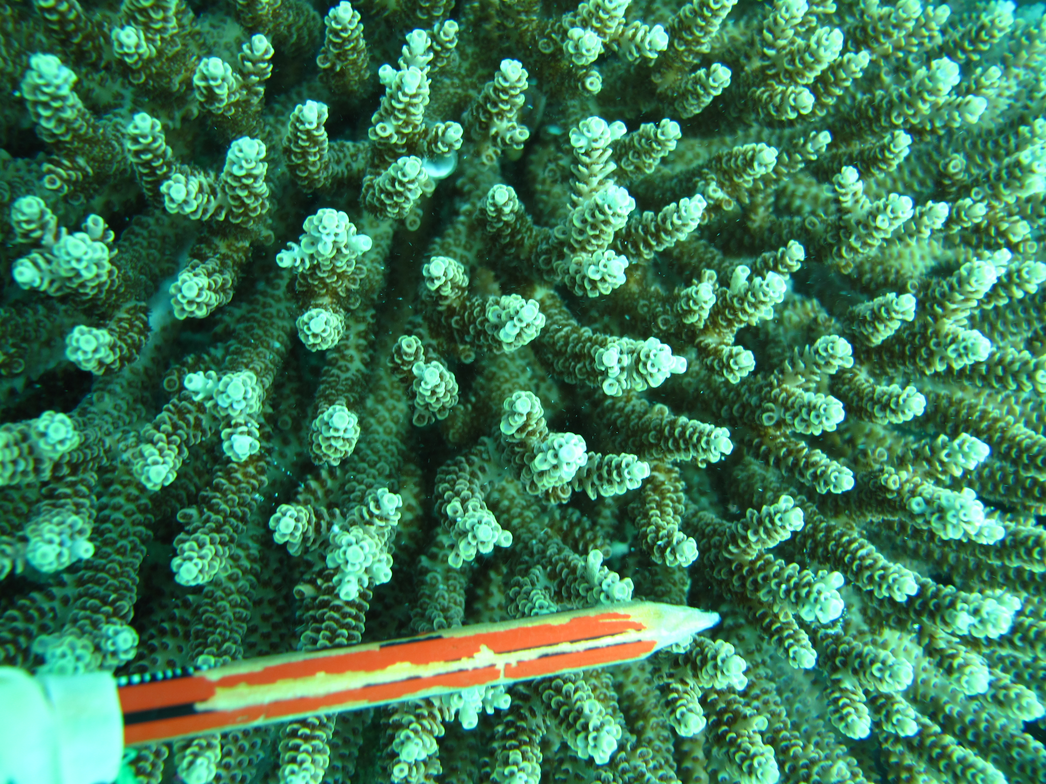 Acropora prostrata