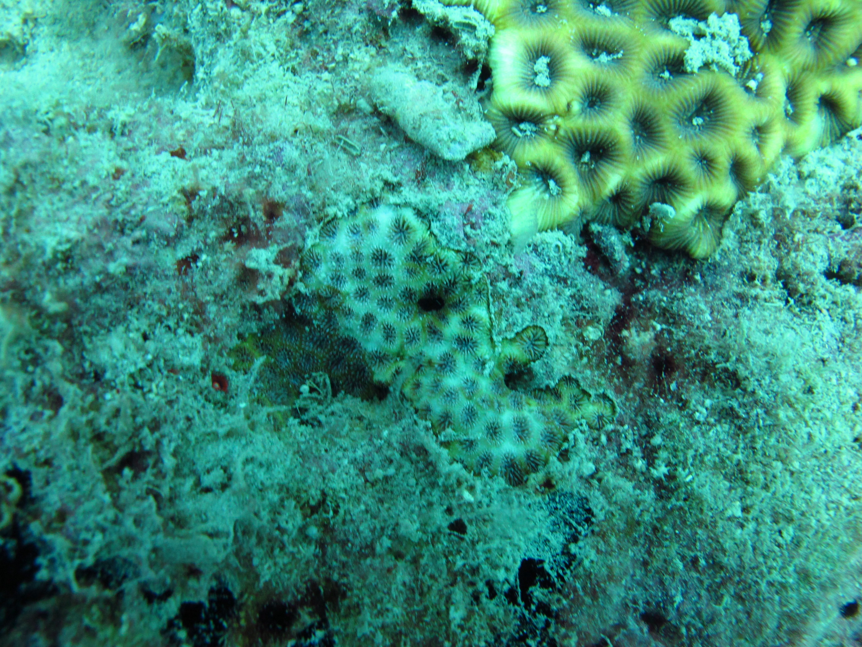 Leptastrea bewickensis