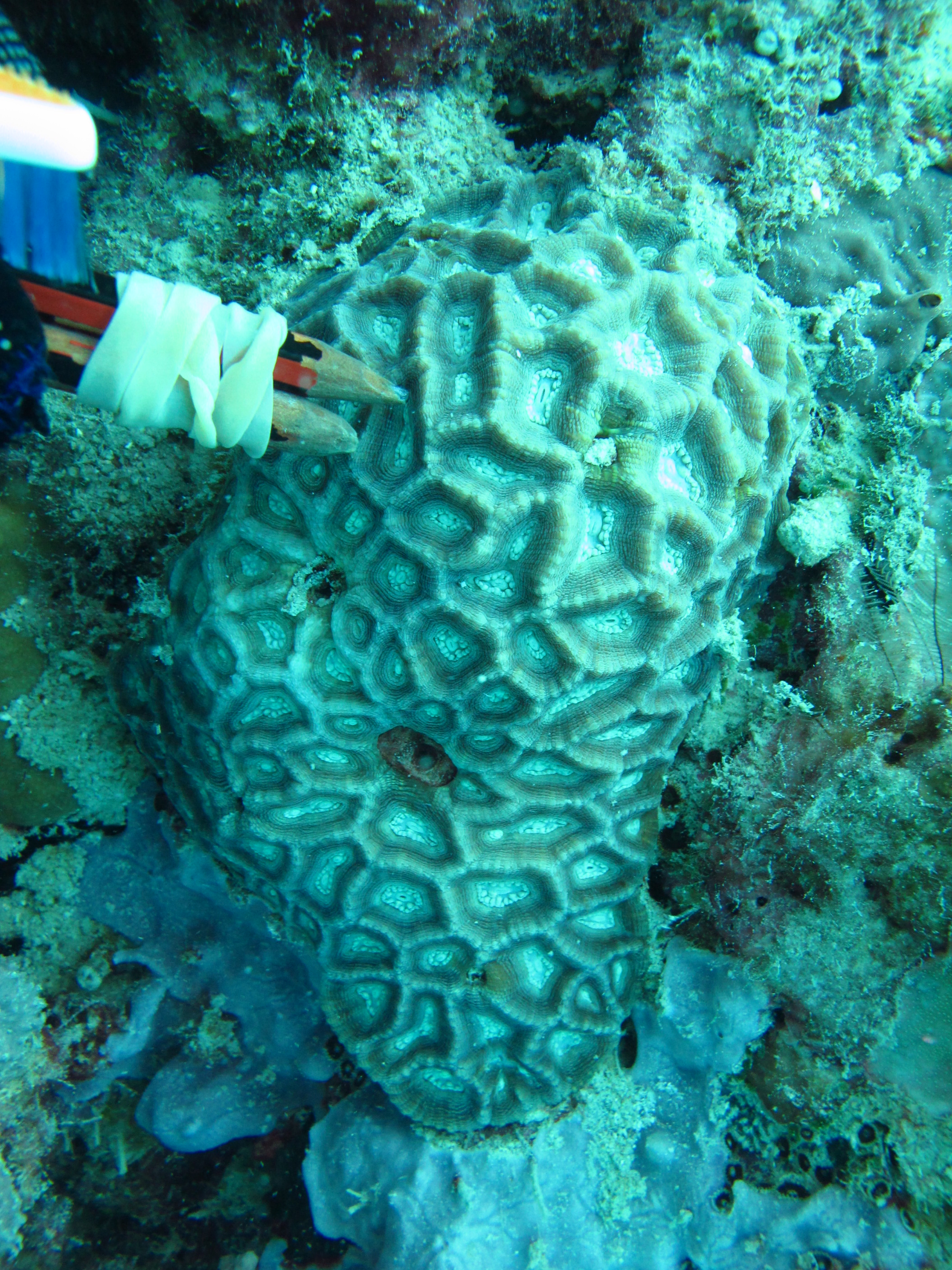 Oulophyllia bennettae