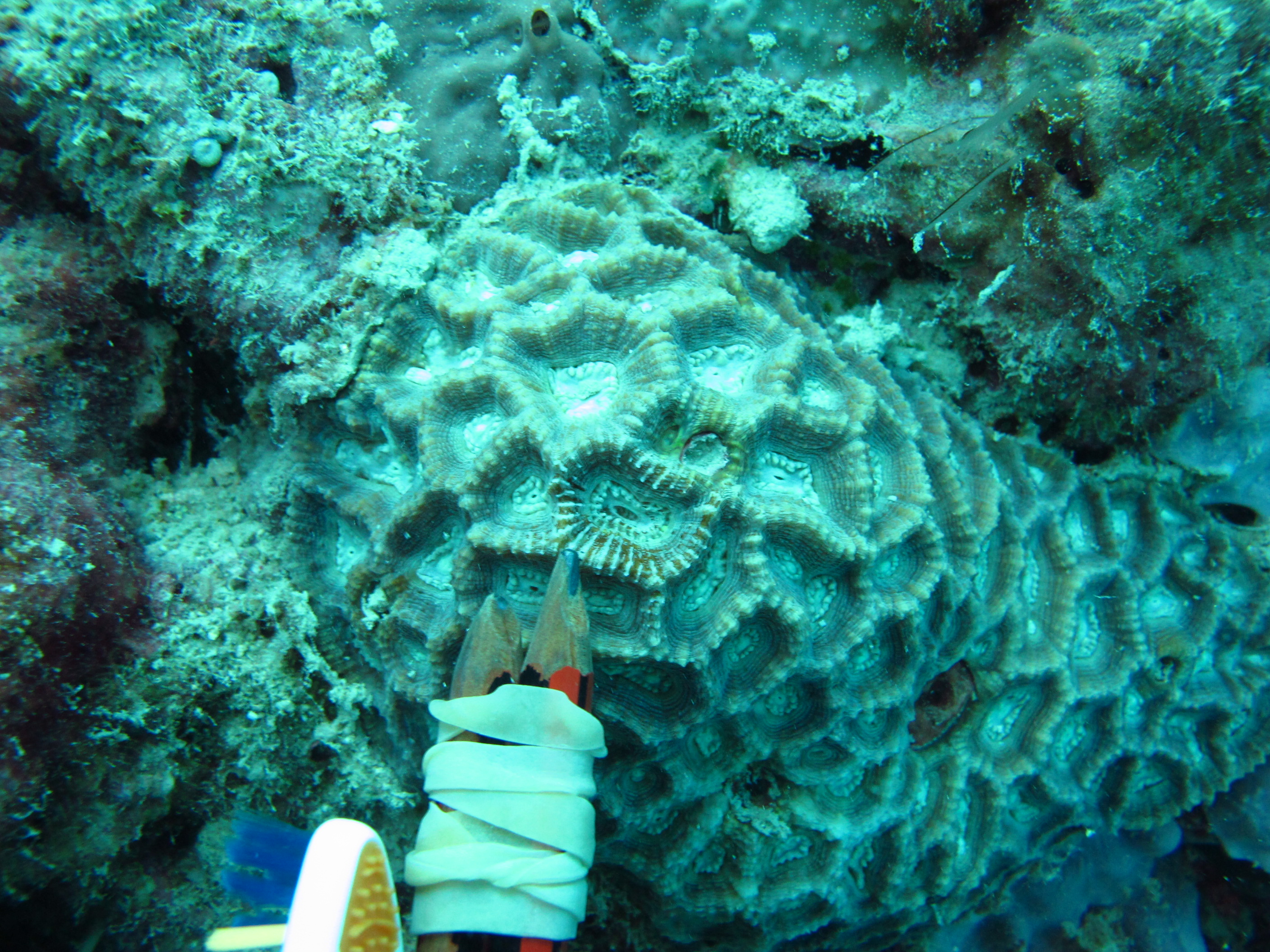 Oulophyllia bennettae