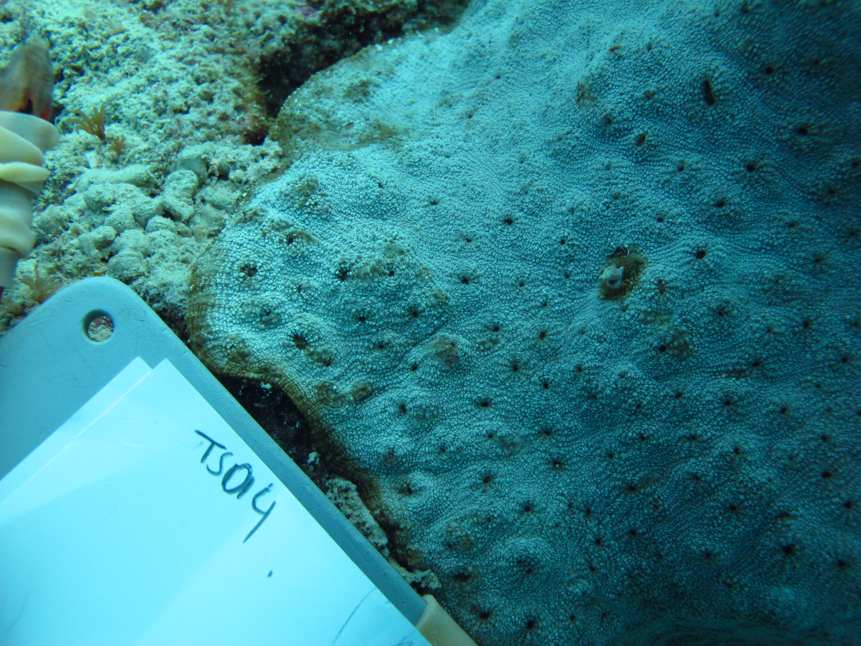 Echinophyllia echinoporoides