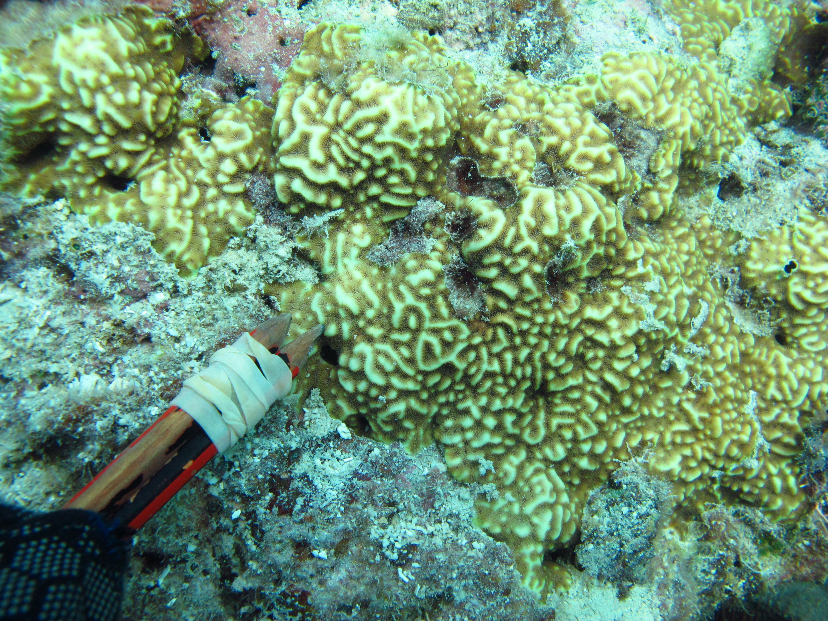 Pavona varians