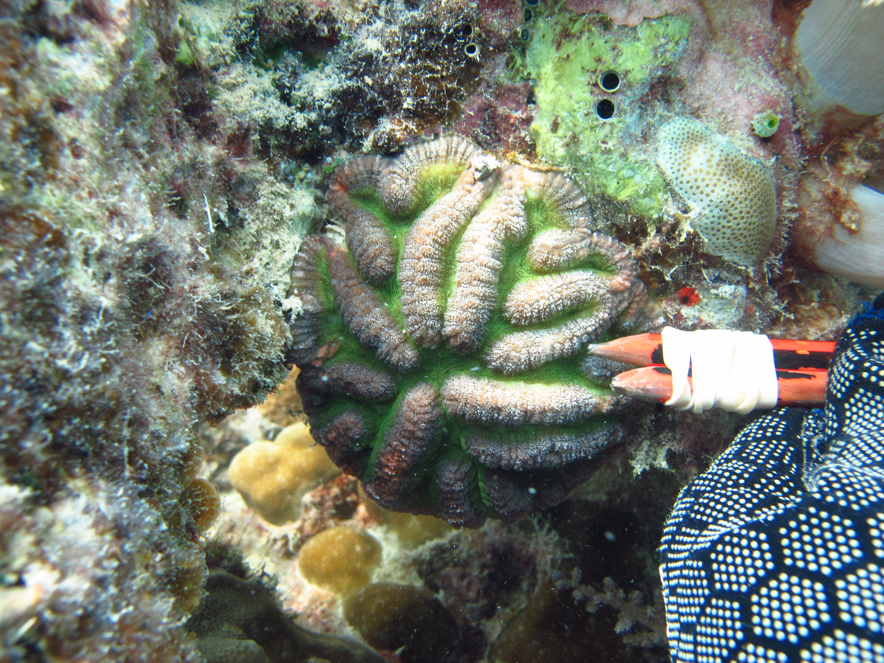 Lobophyllia hataii