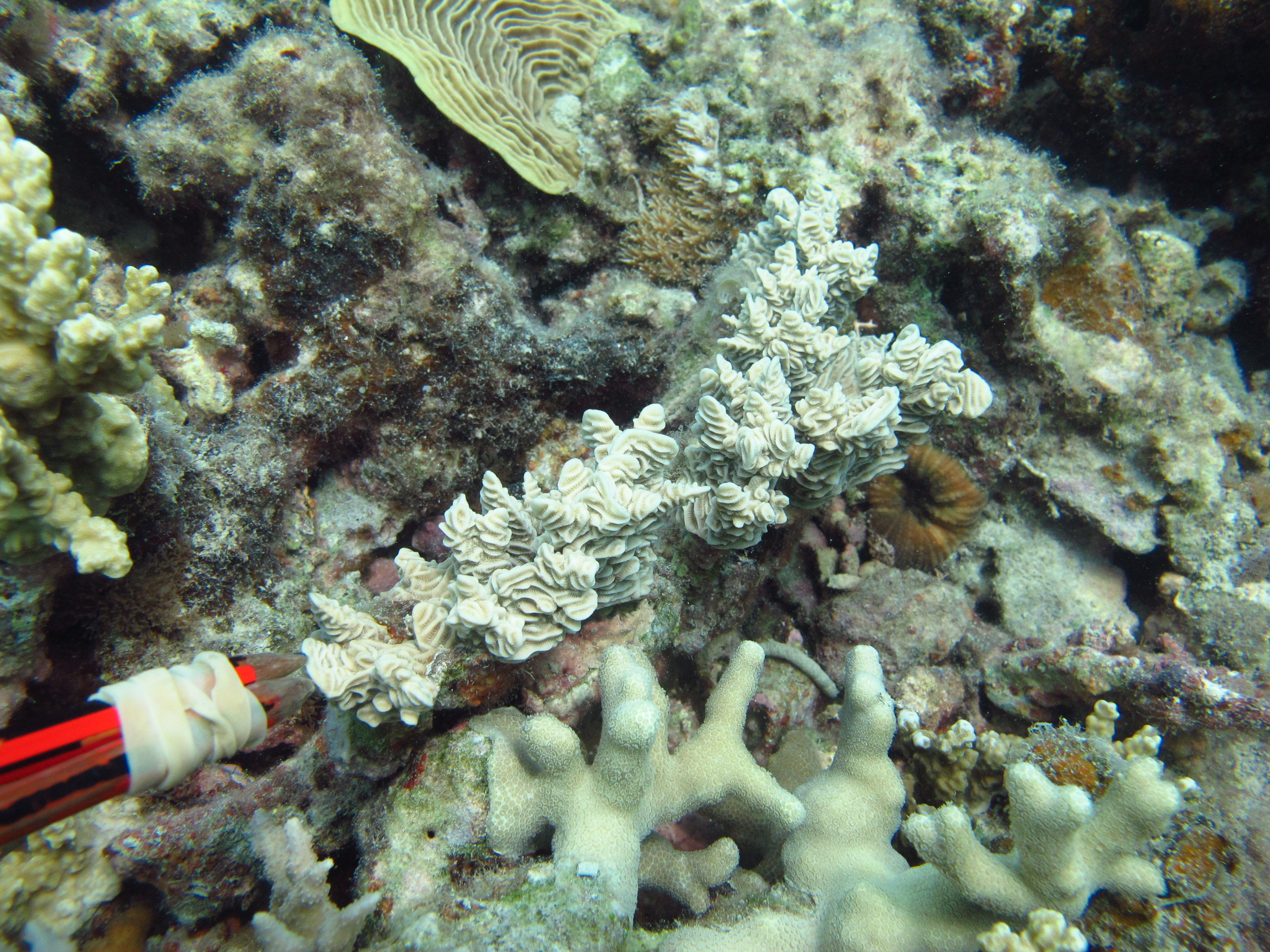 Pachyseris rugosa