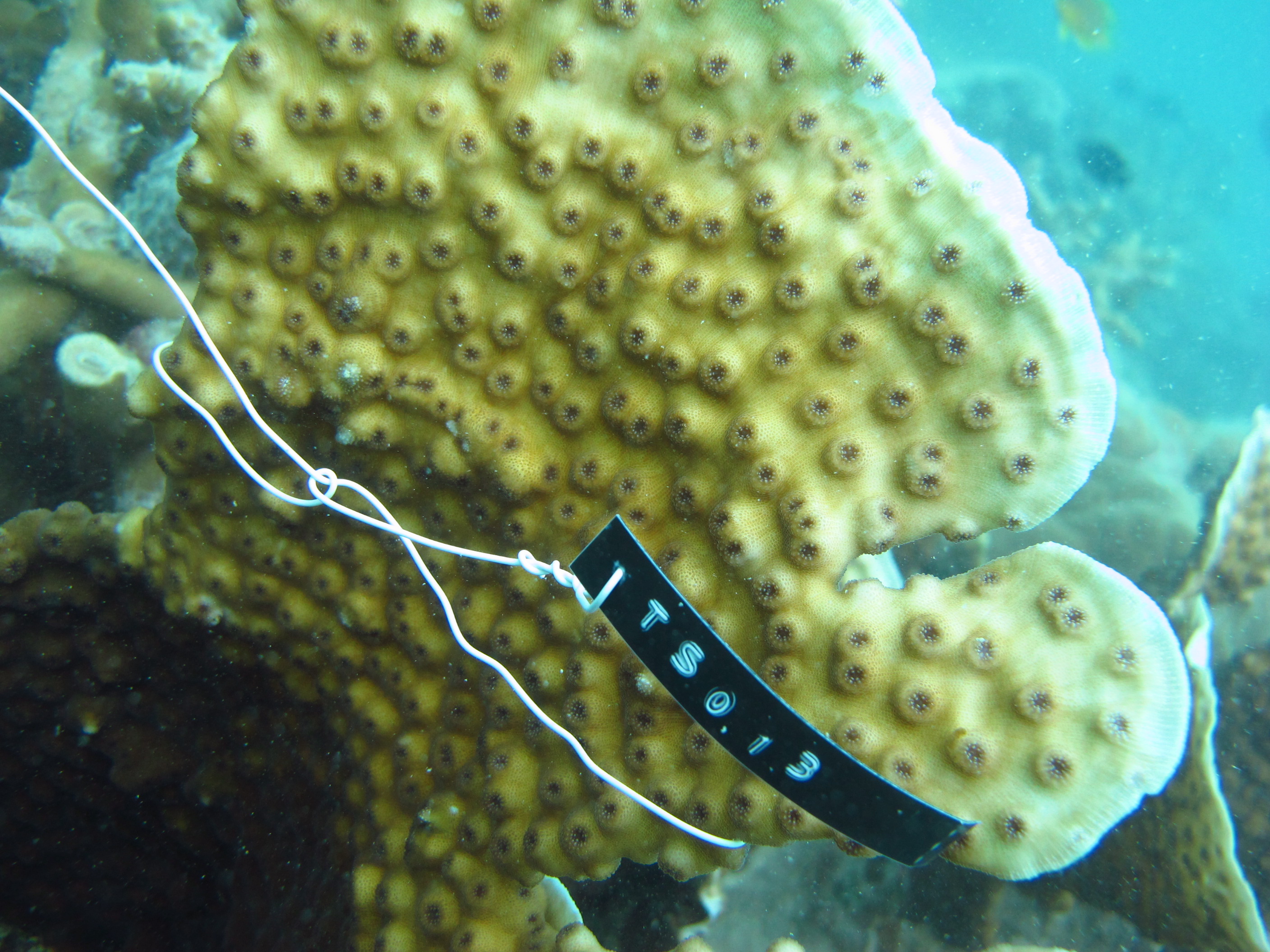 Echinopora pacificus