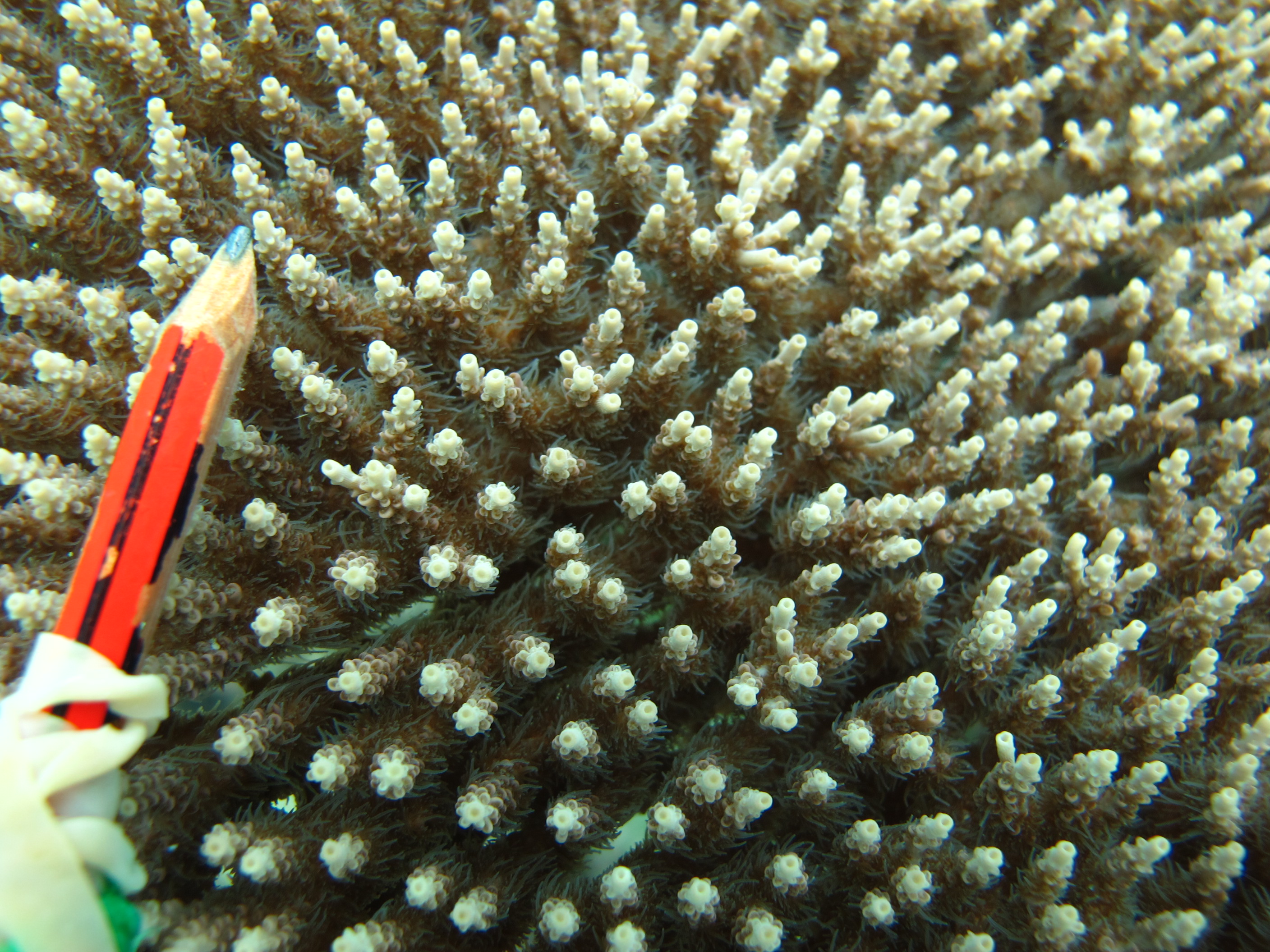 Acropora subulata