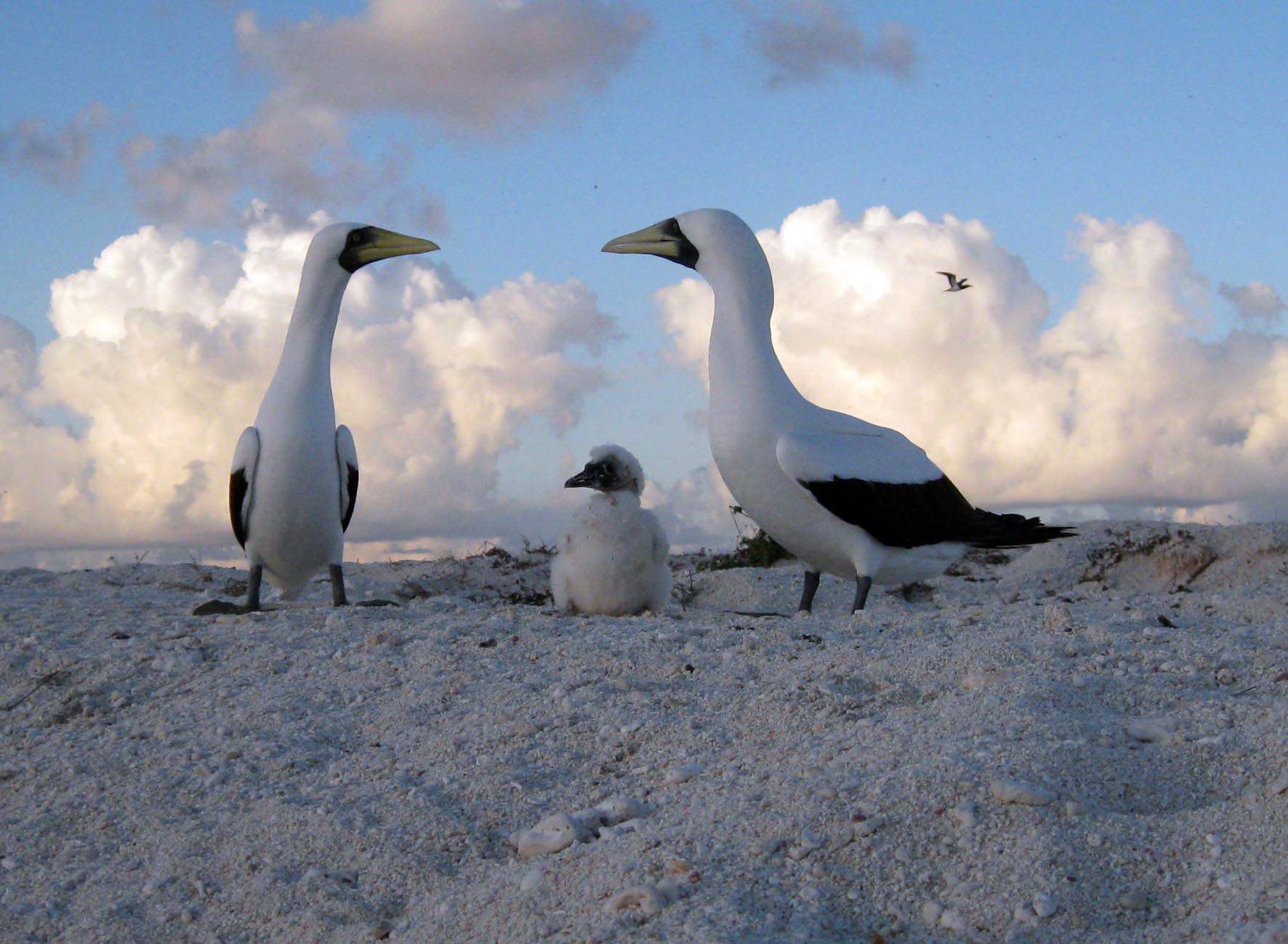 Coral sea. Masked Boobies with chick