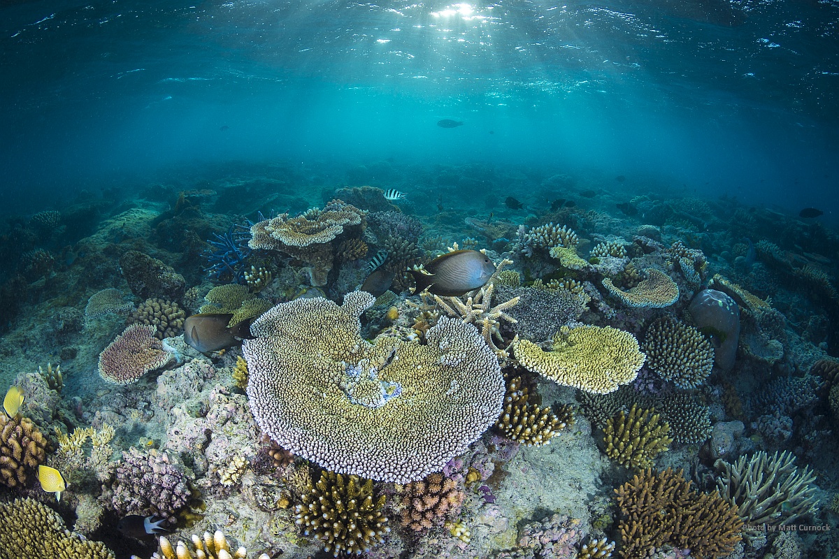 Coral reef flat