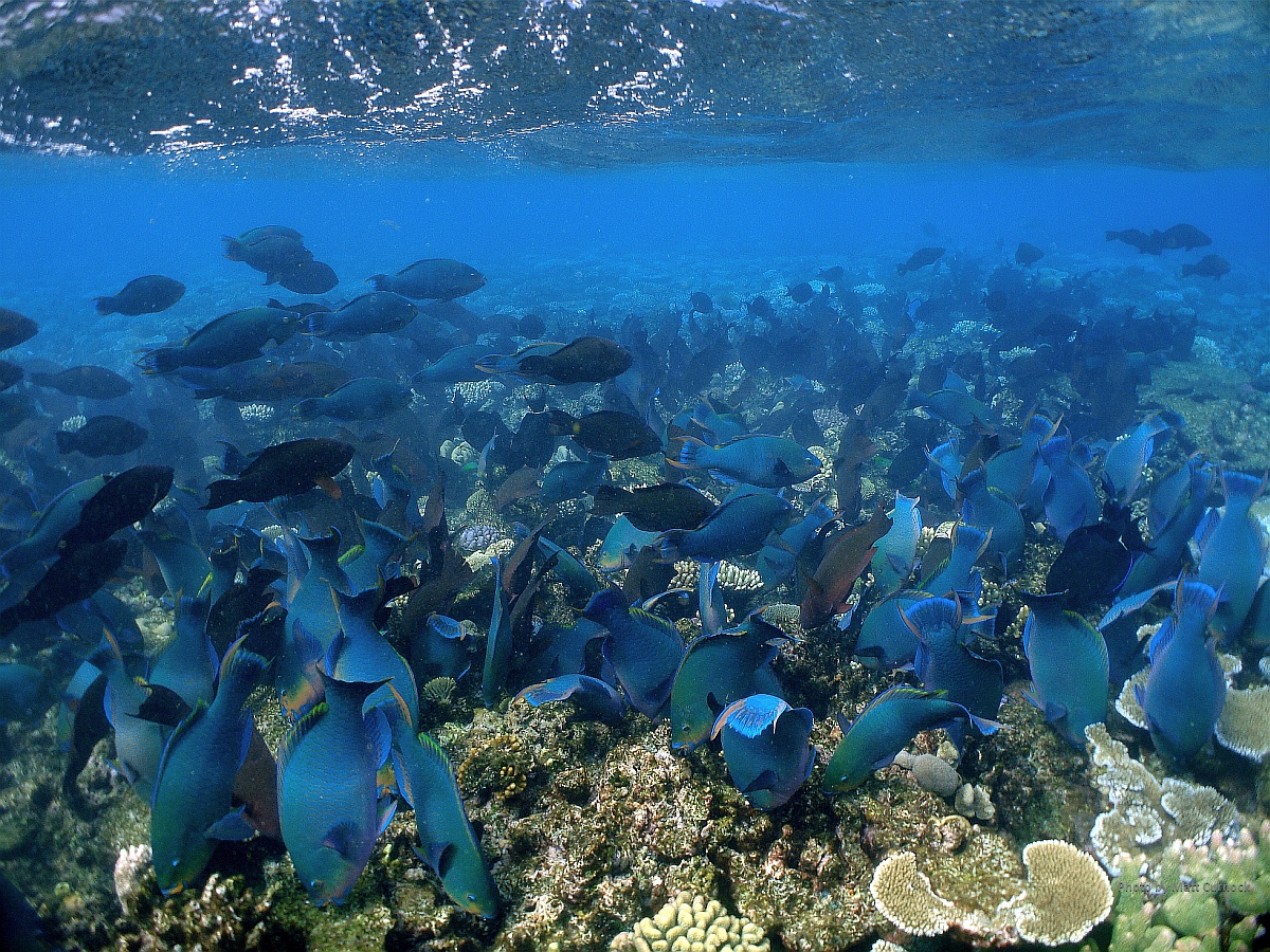 School of parrotfish
