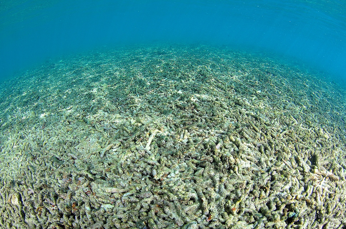 Coral rubble