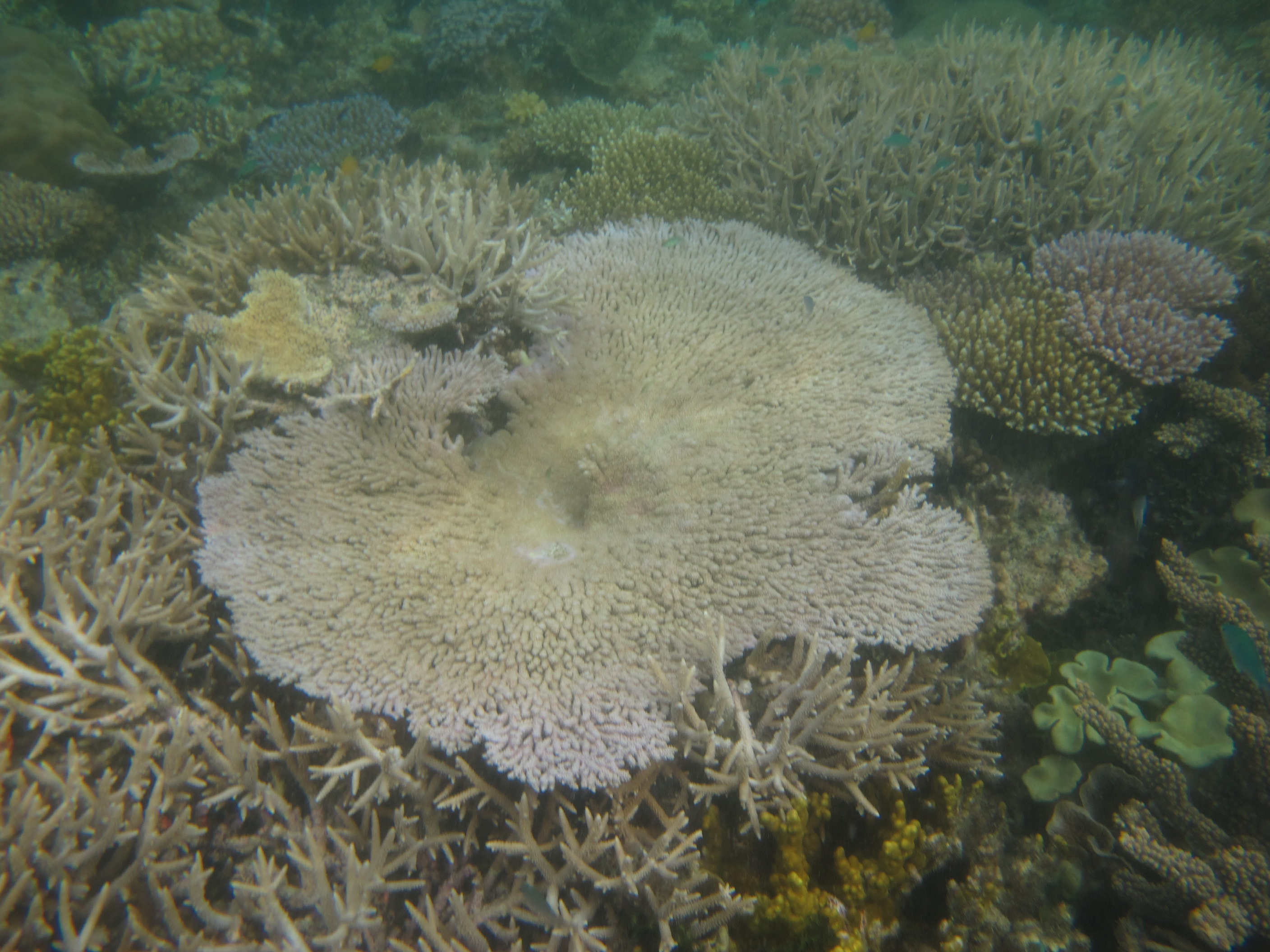 Acropora clathrata