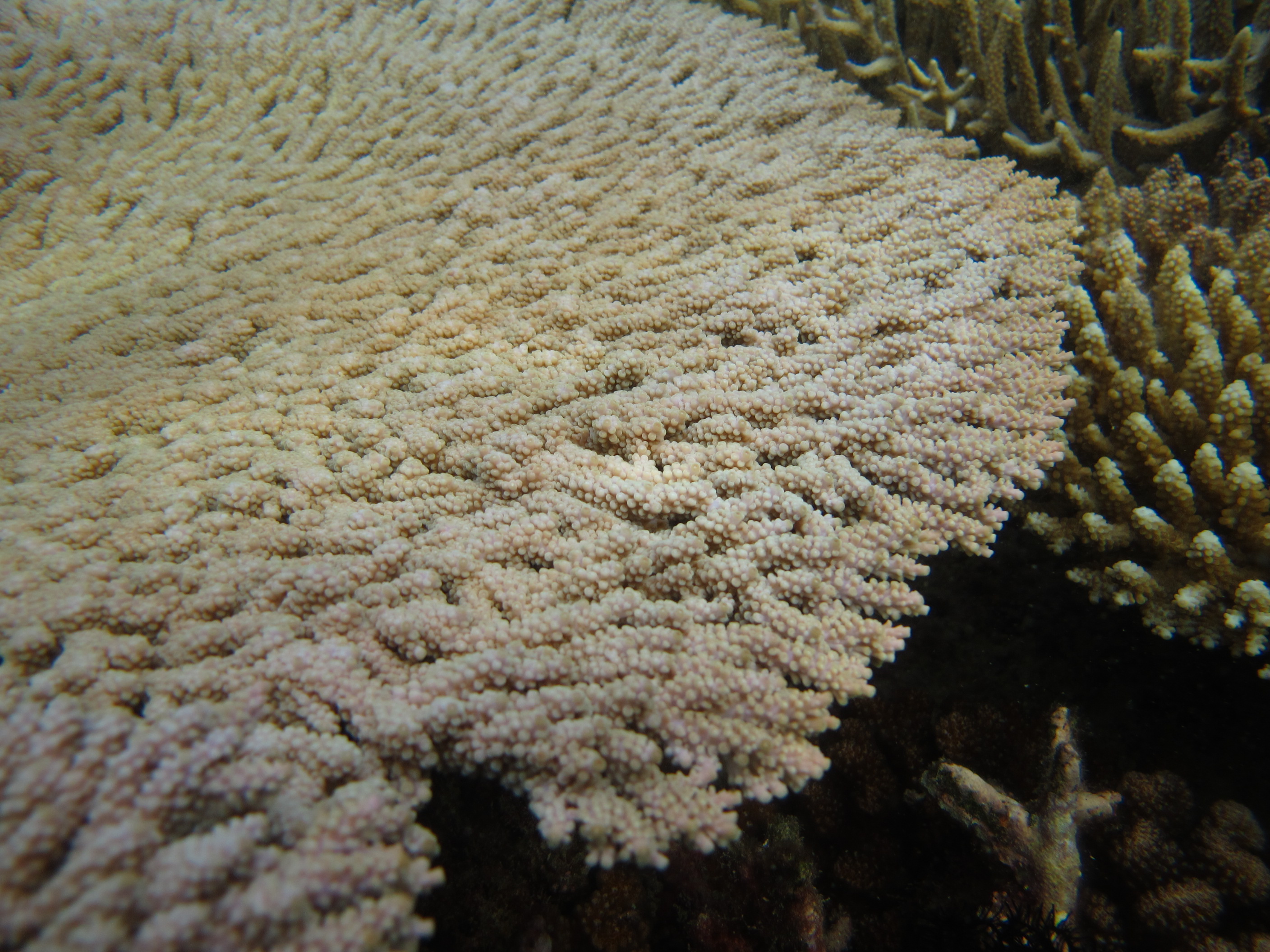 Acropora clathrata