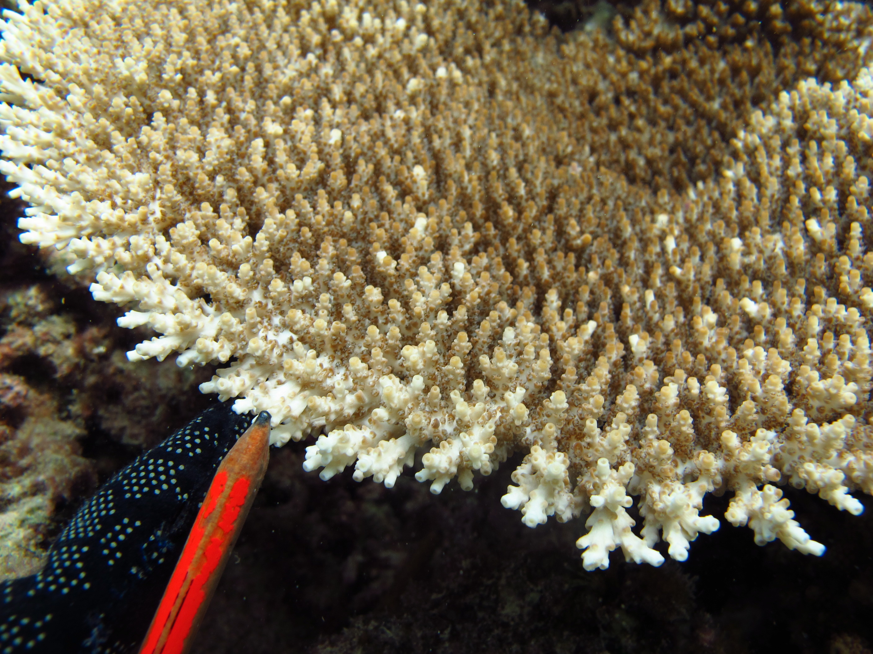 Acropora cytherea