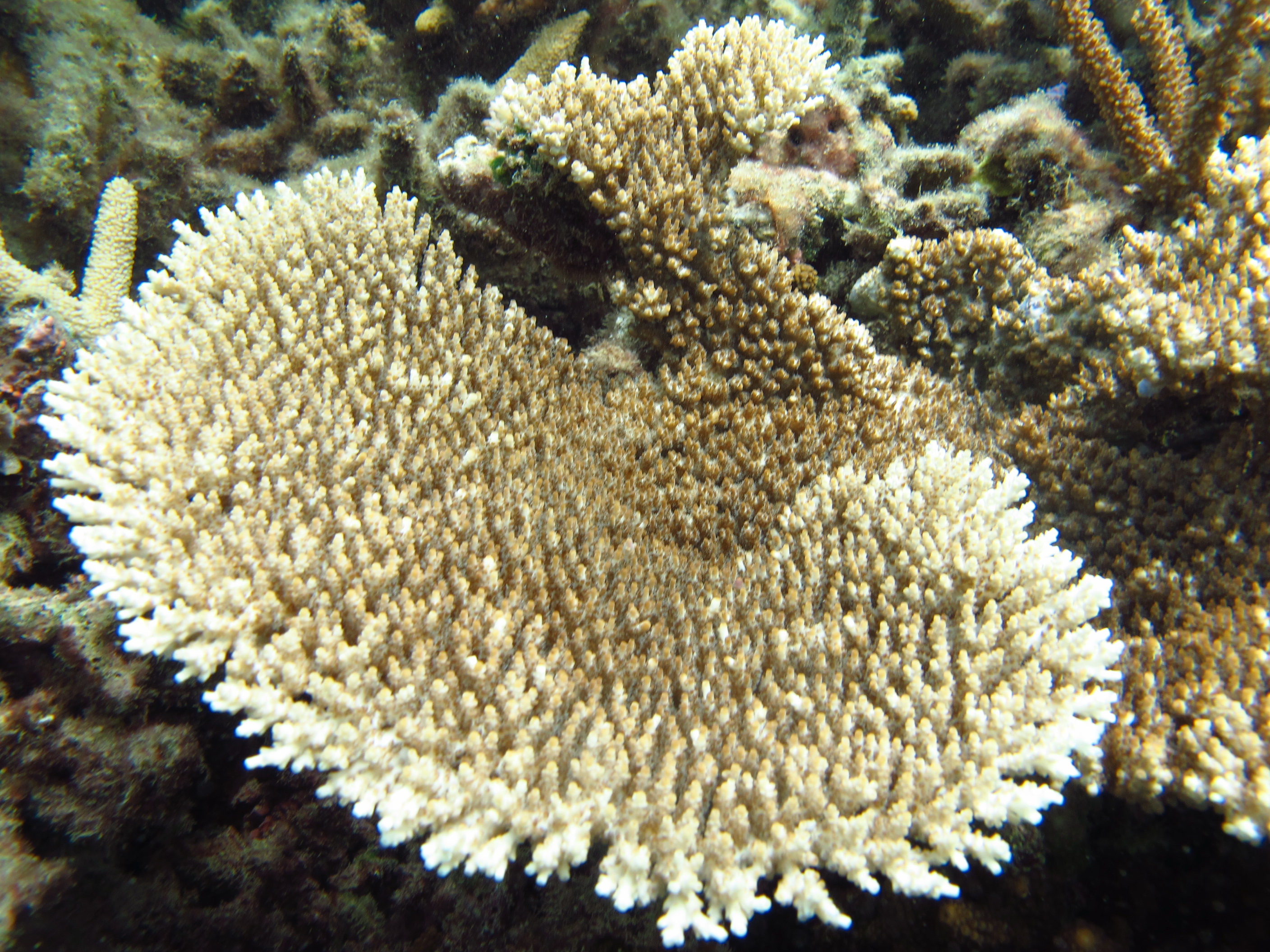 Acropora cytherea