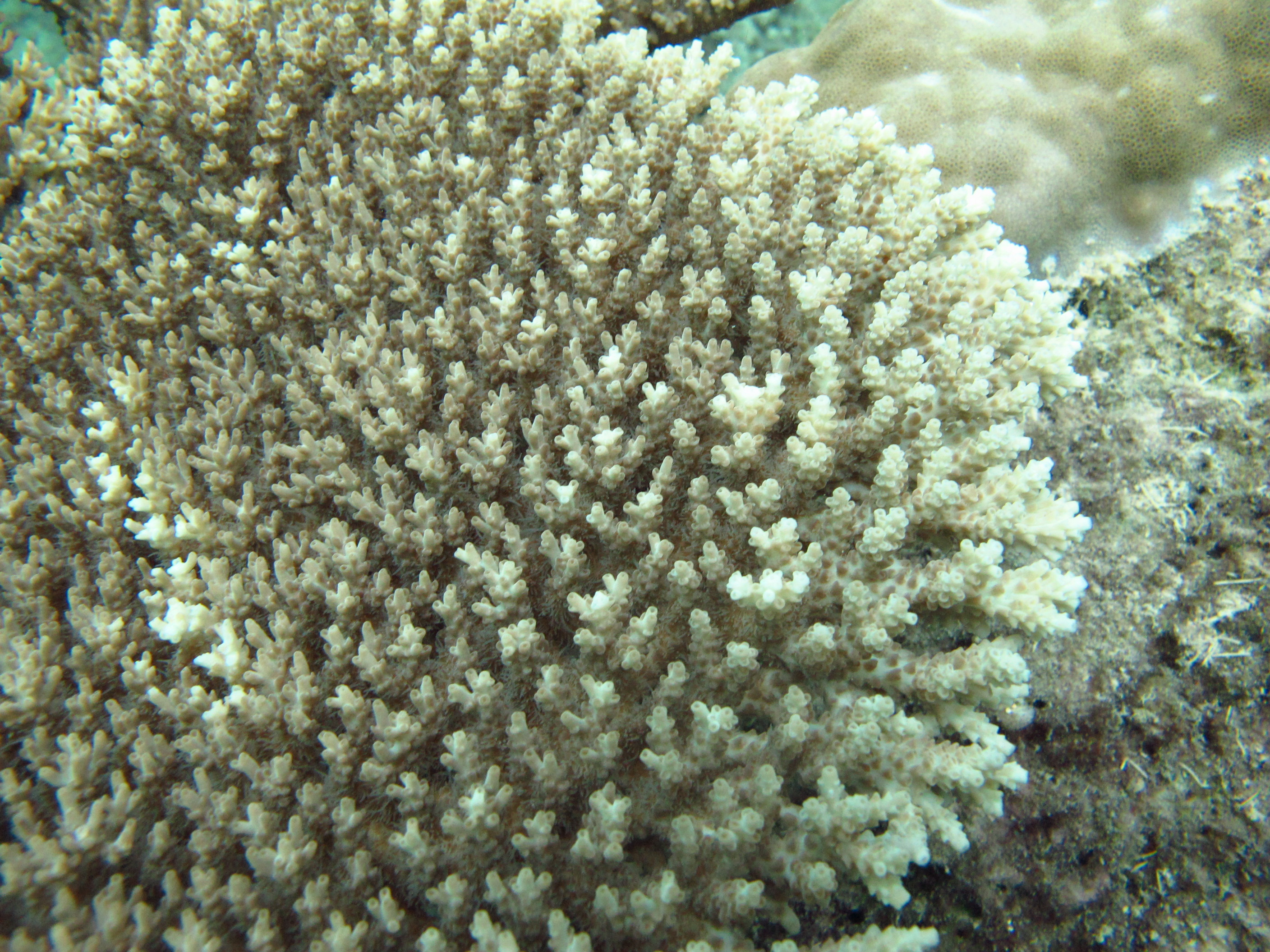 Acropora cytherea