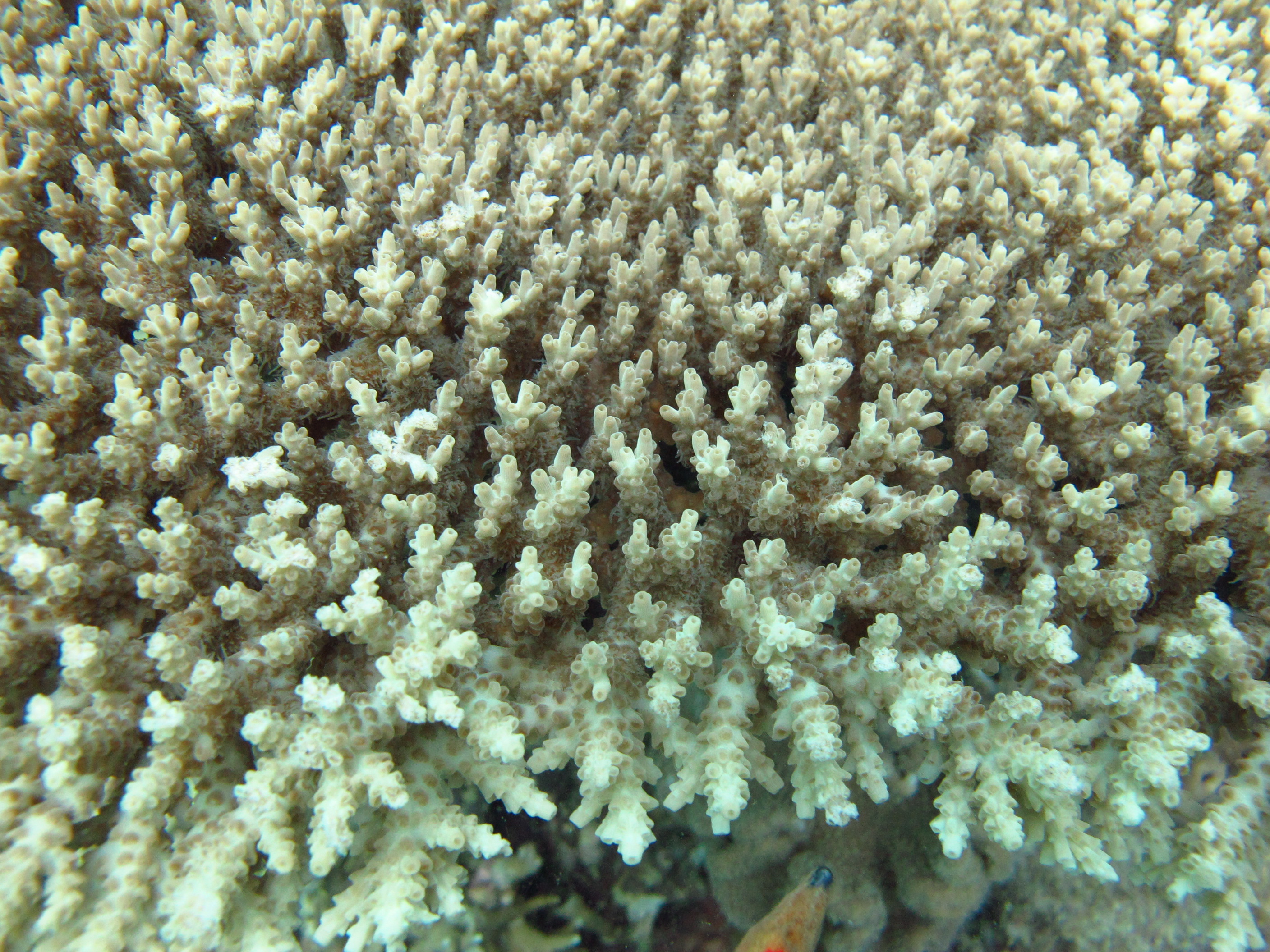 Acropora cytherea