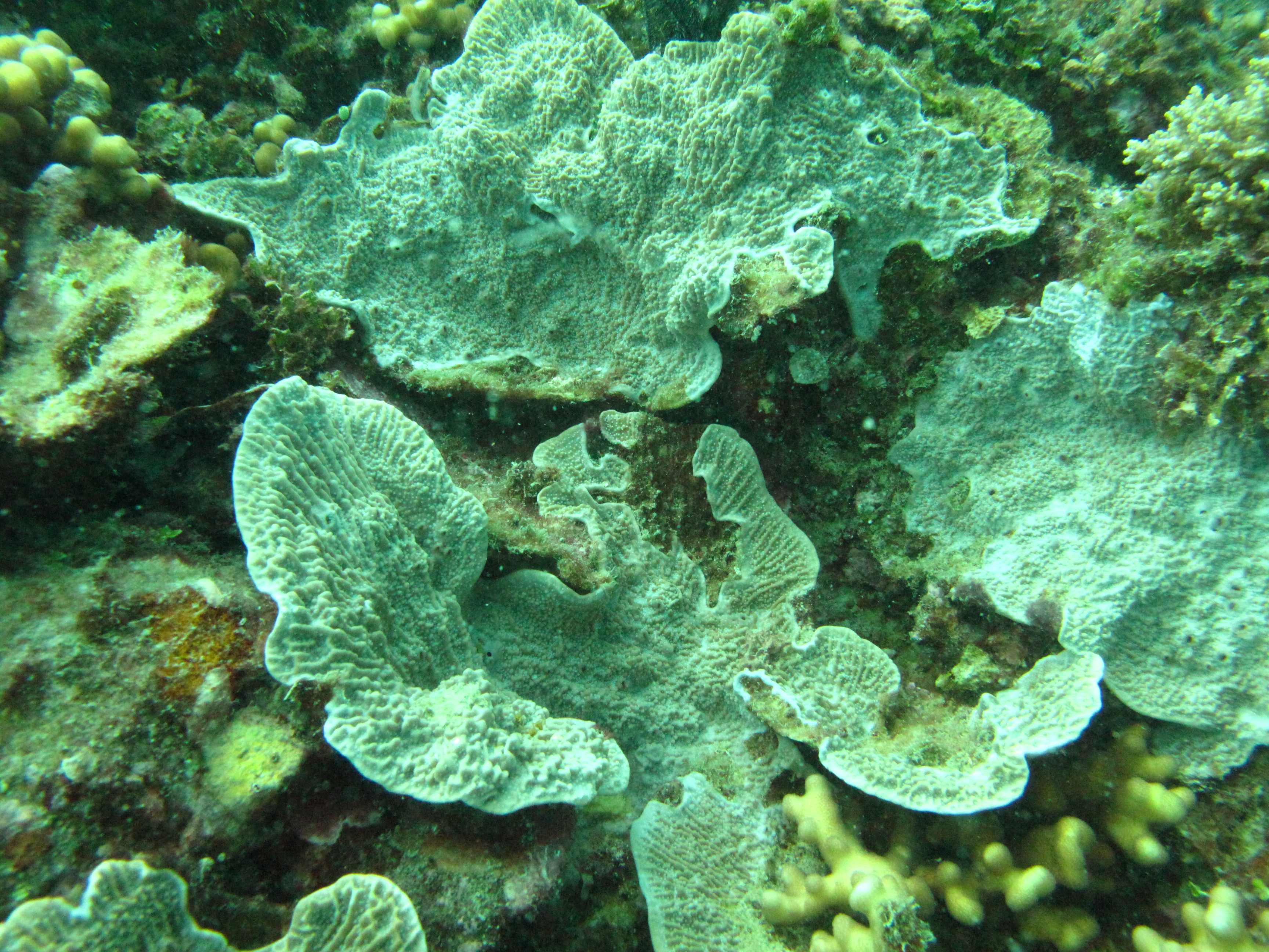 Montipora foliosa