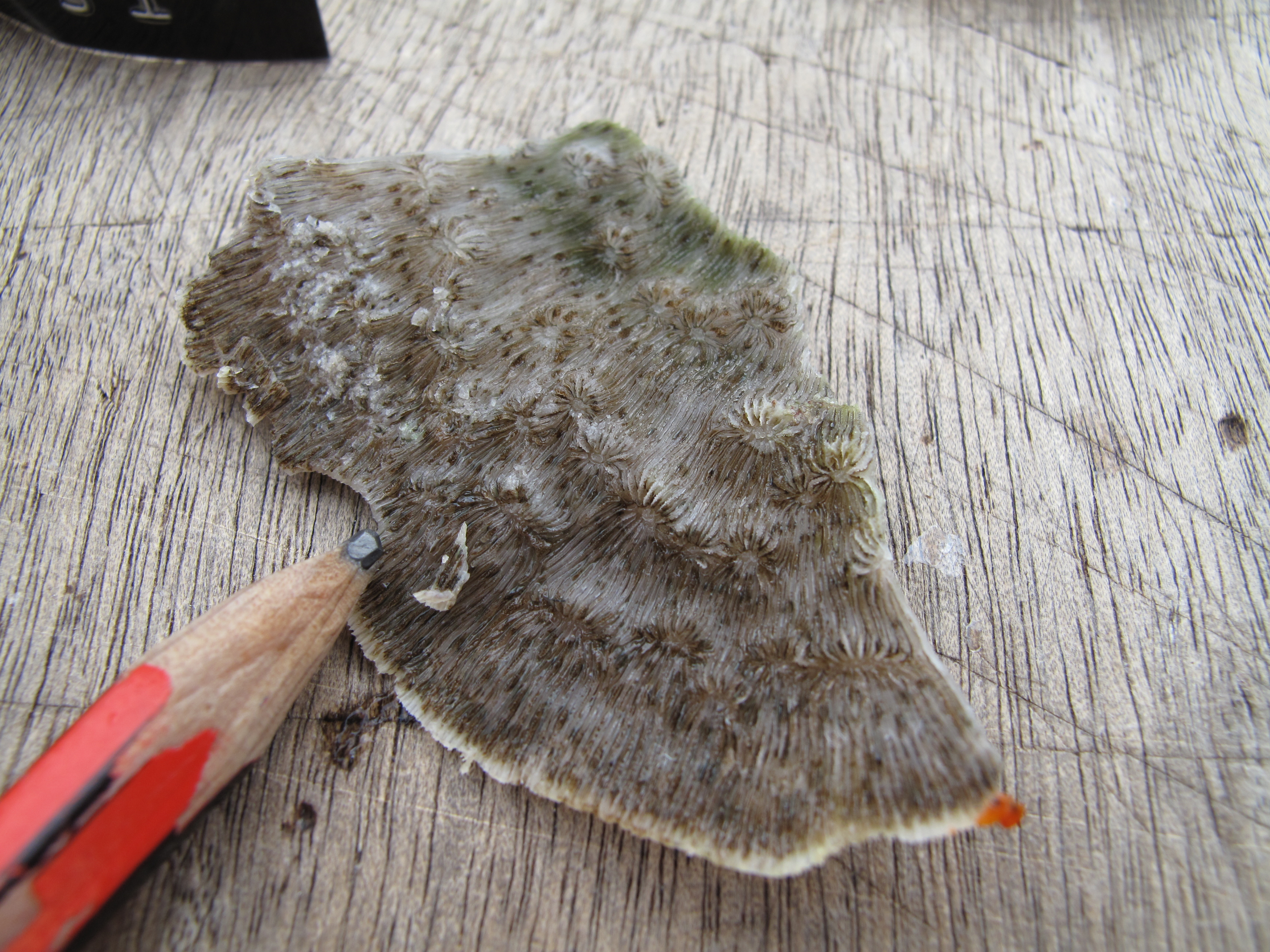 Pavona explanulata