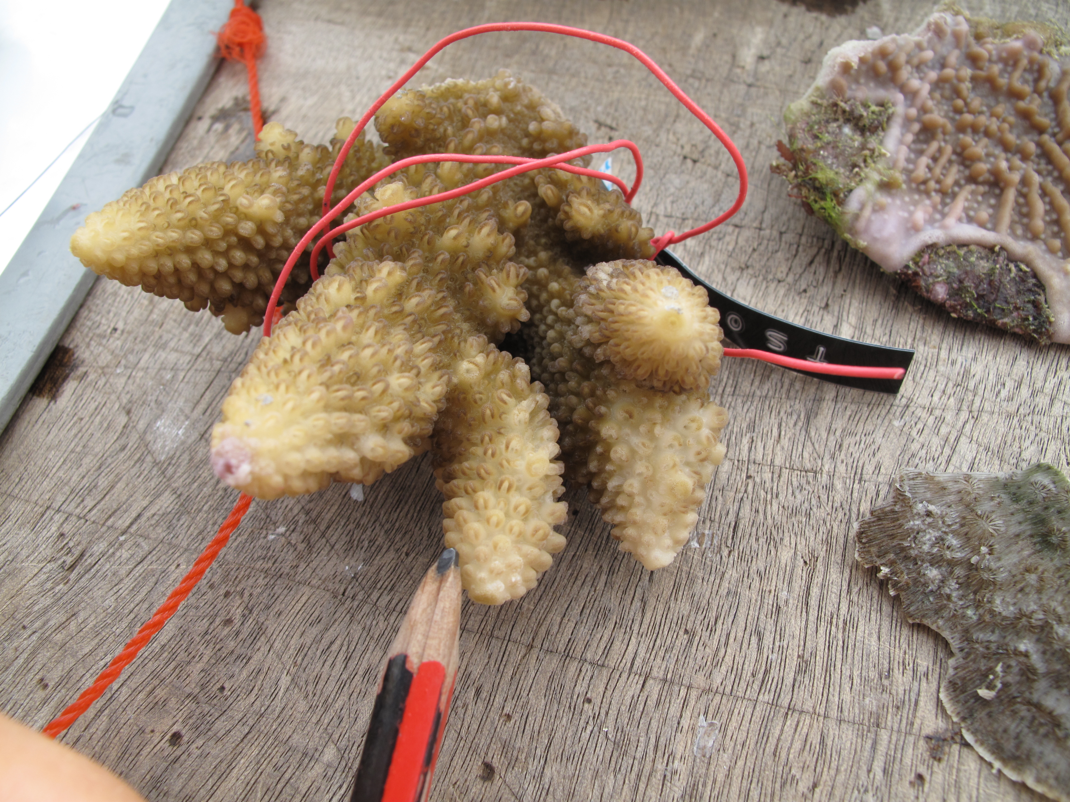 Acropora gemmifera