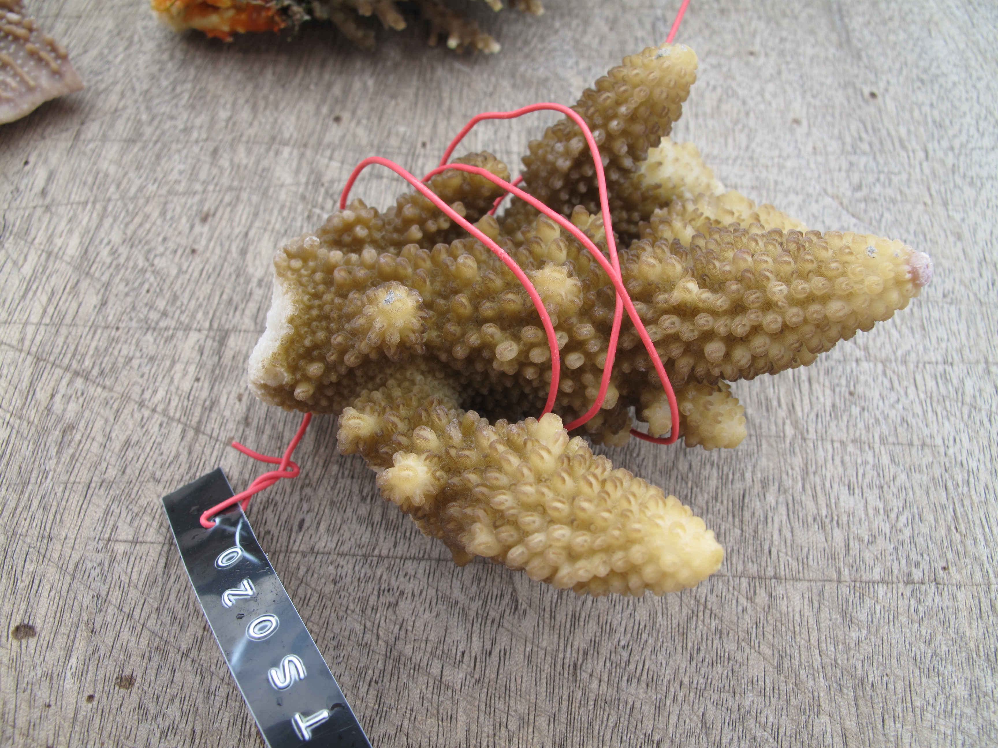 Acropora gemmifera