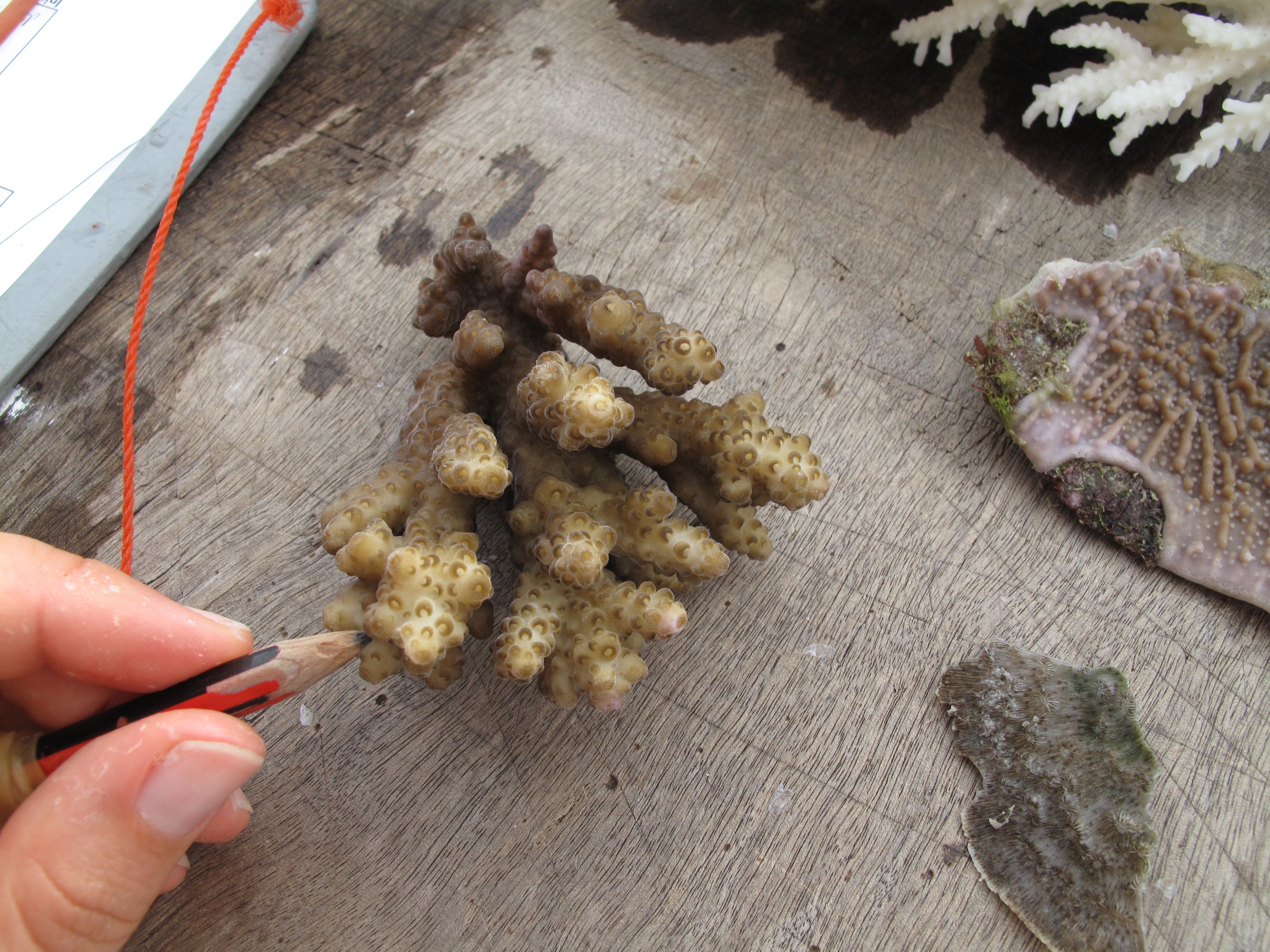 Acropora rosaria