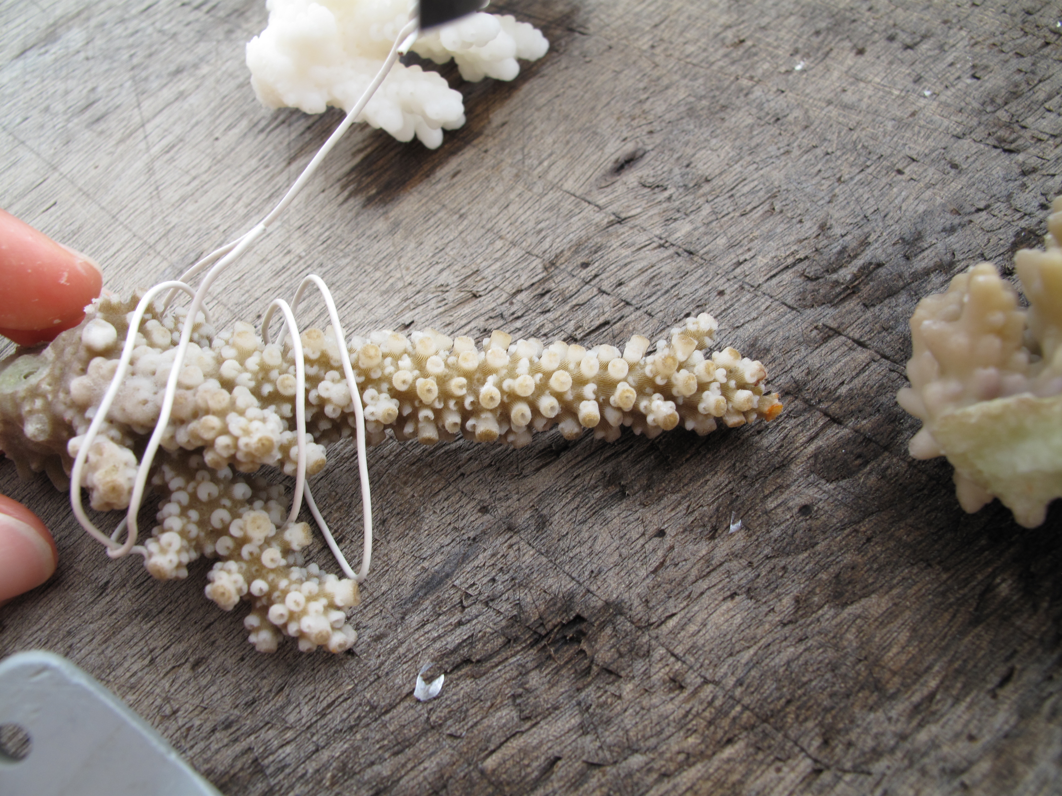 Acropora austera