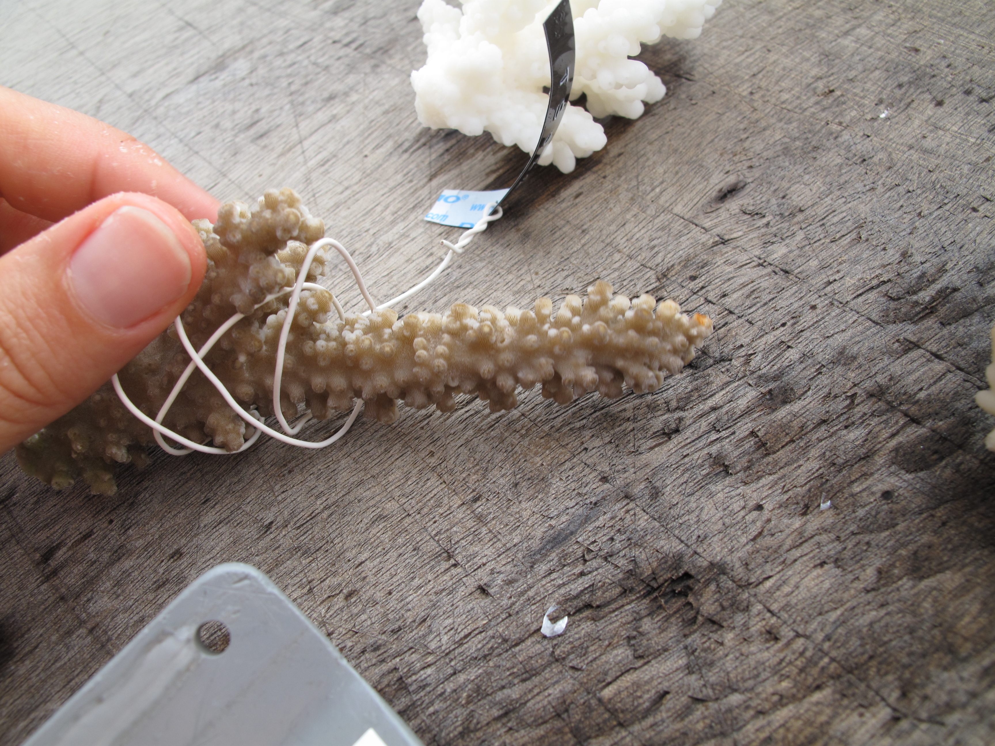 Acropora austera