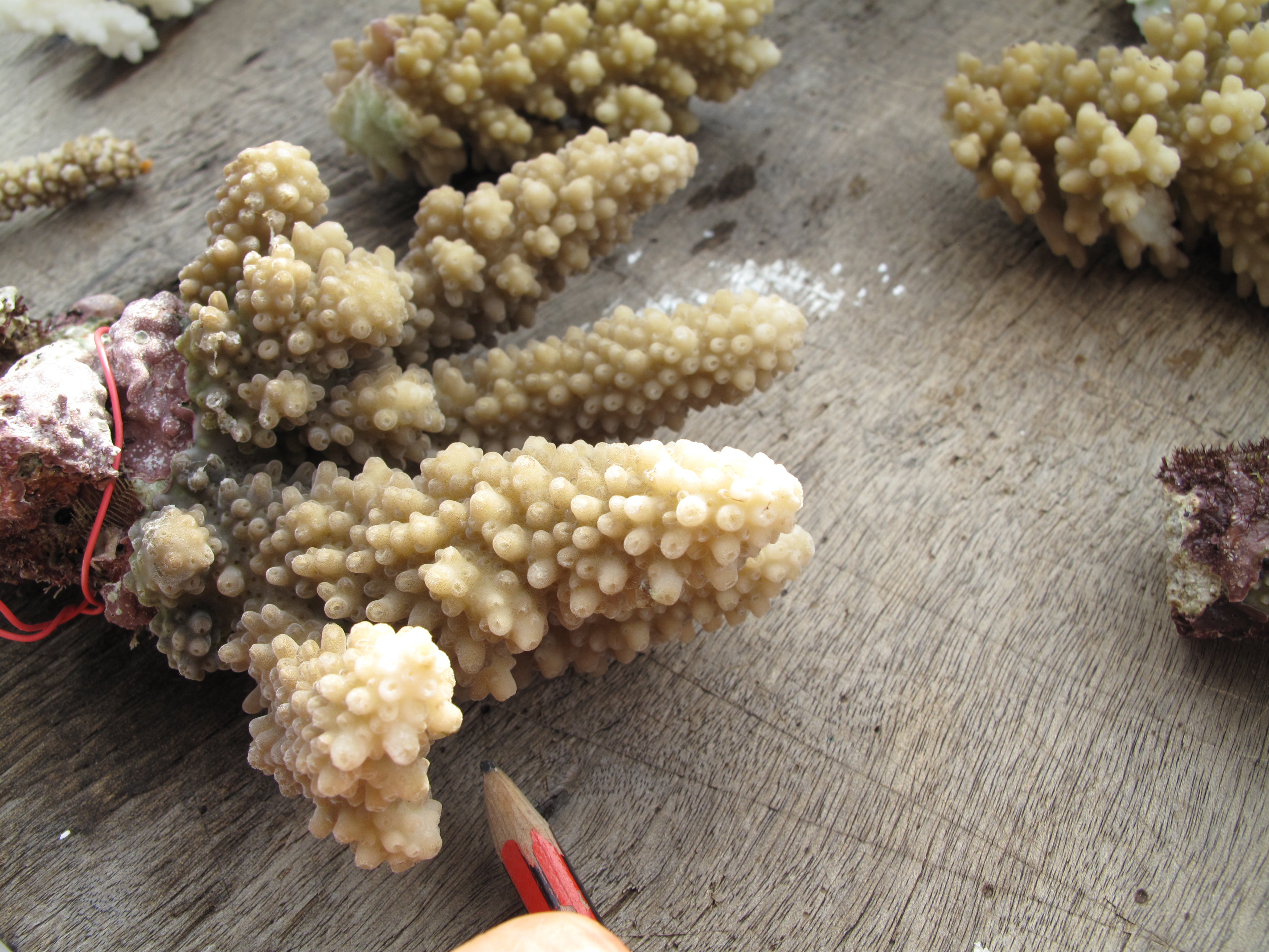 Acropora lutkeni