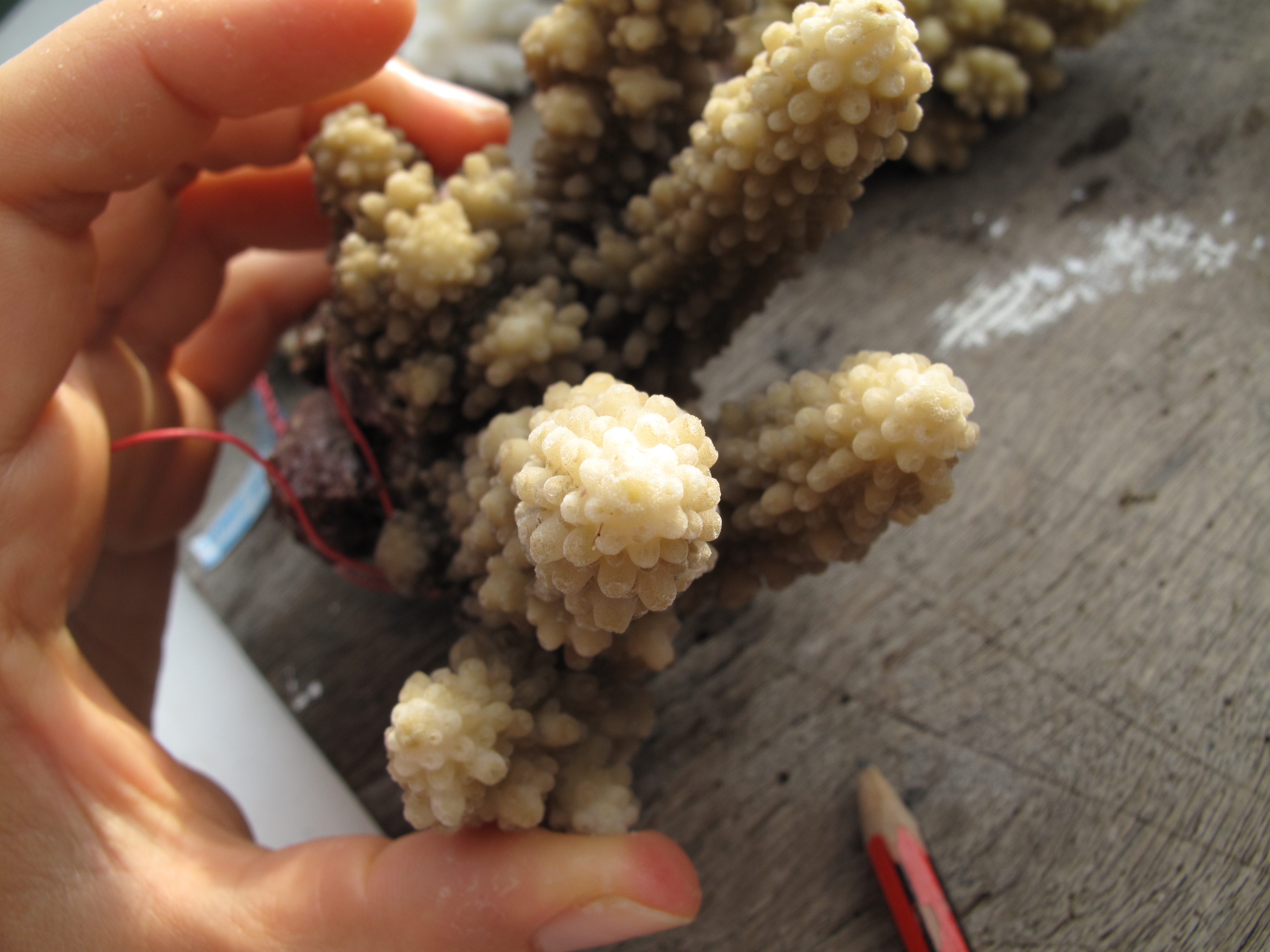 Acropora lutkeni