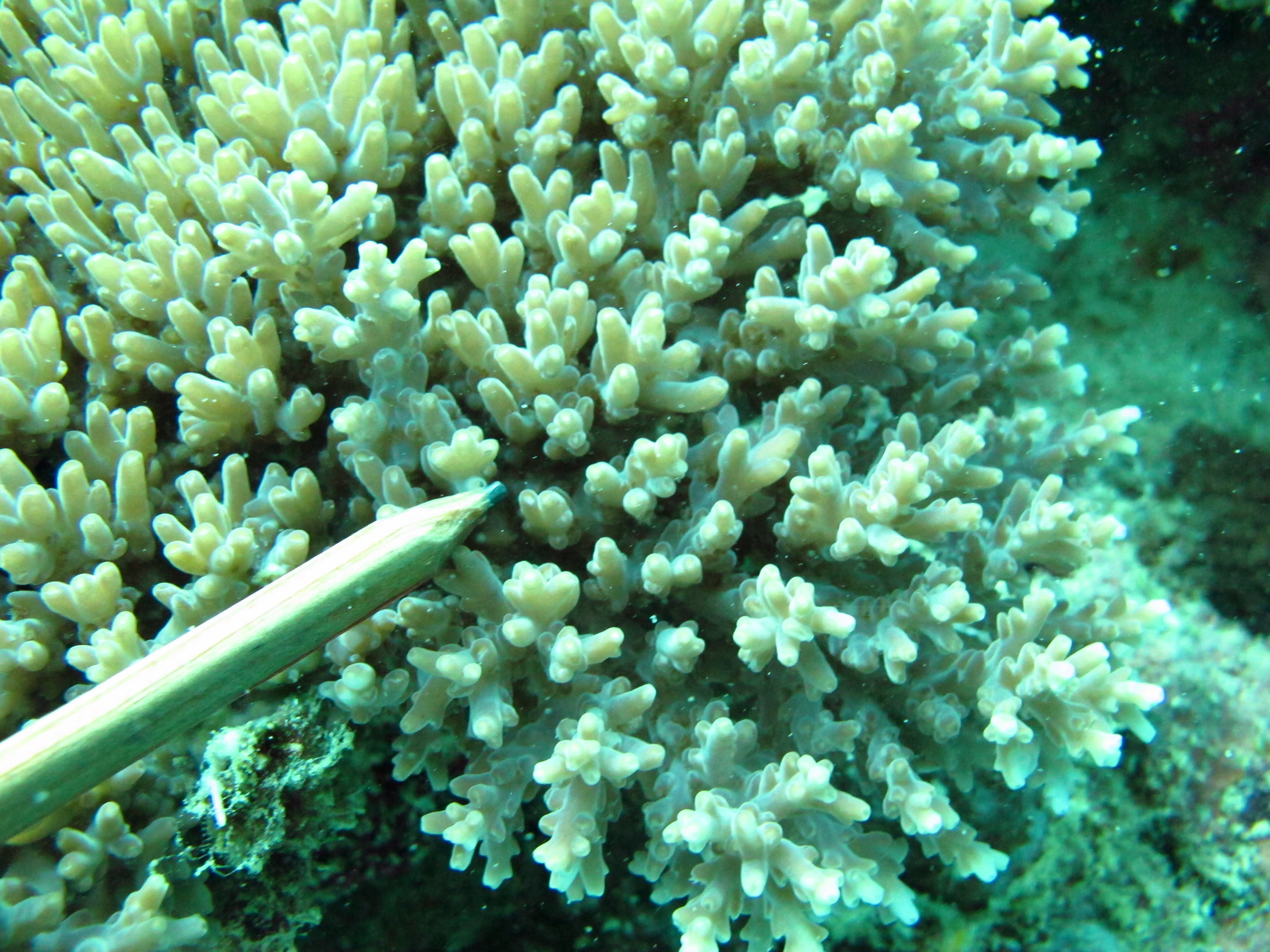 Acropora granulosa