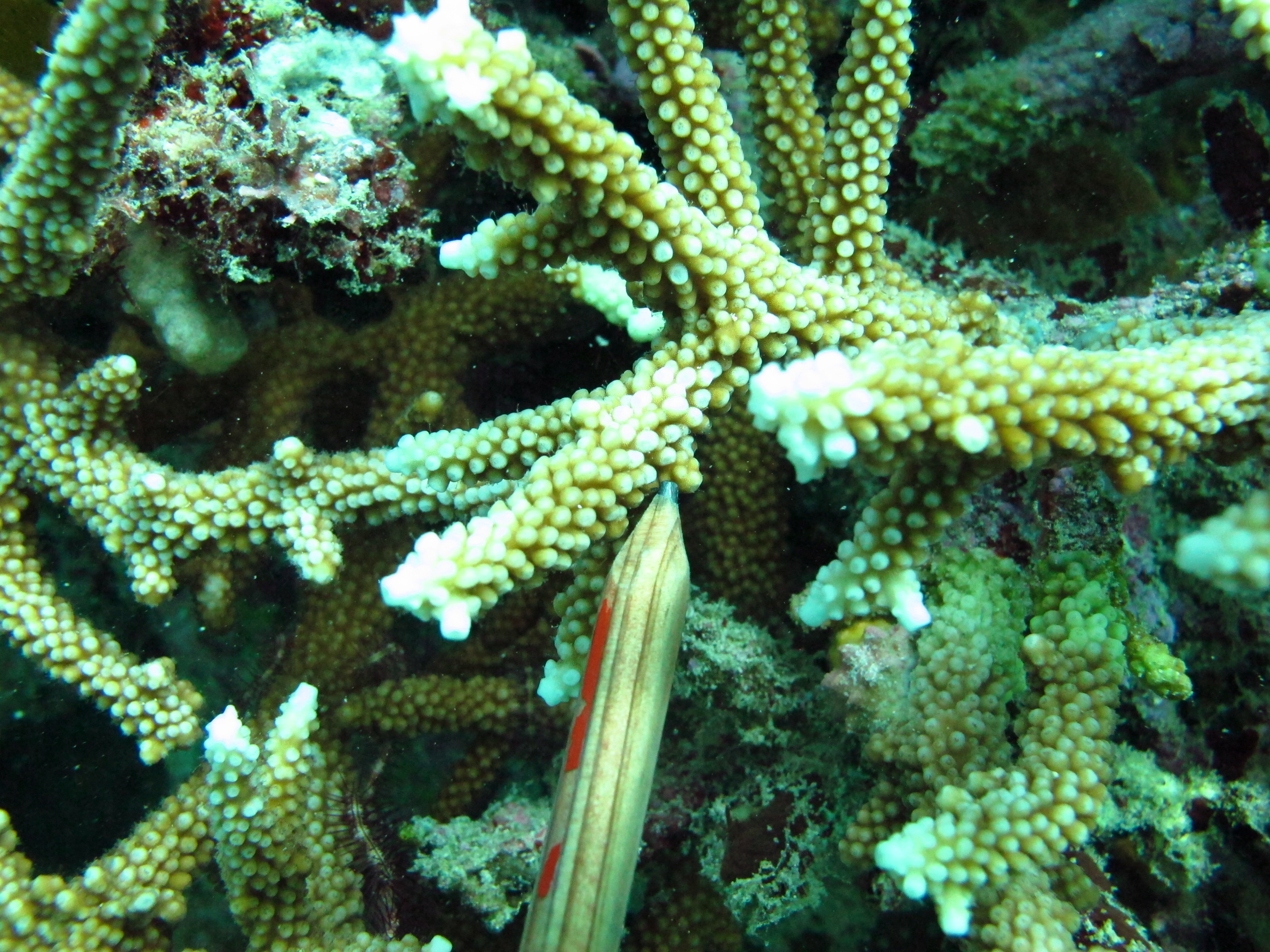 Acropora microphthalma