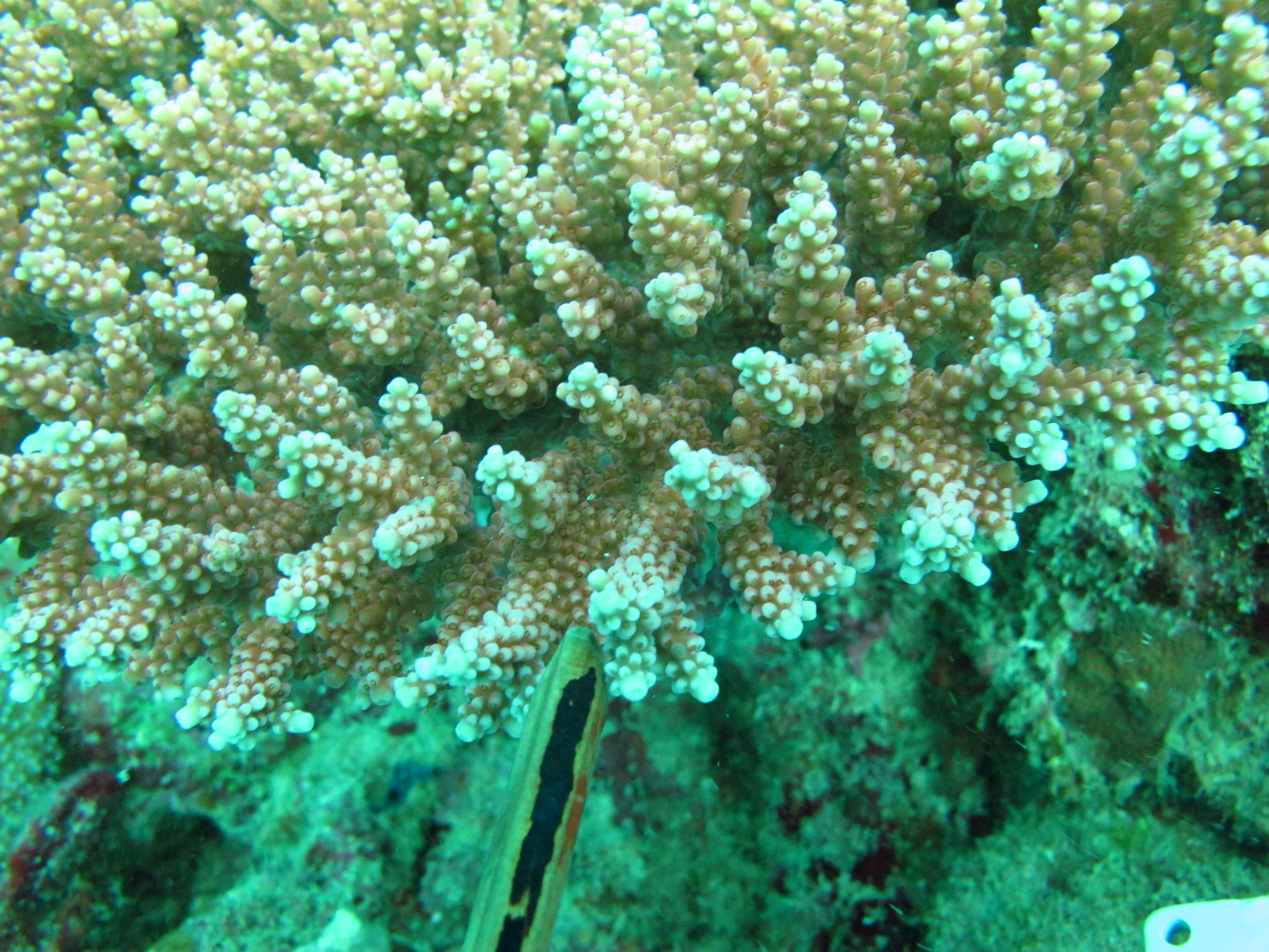 Acropora loripes