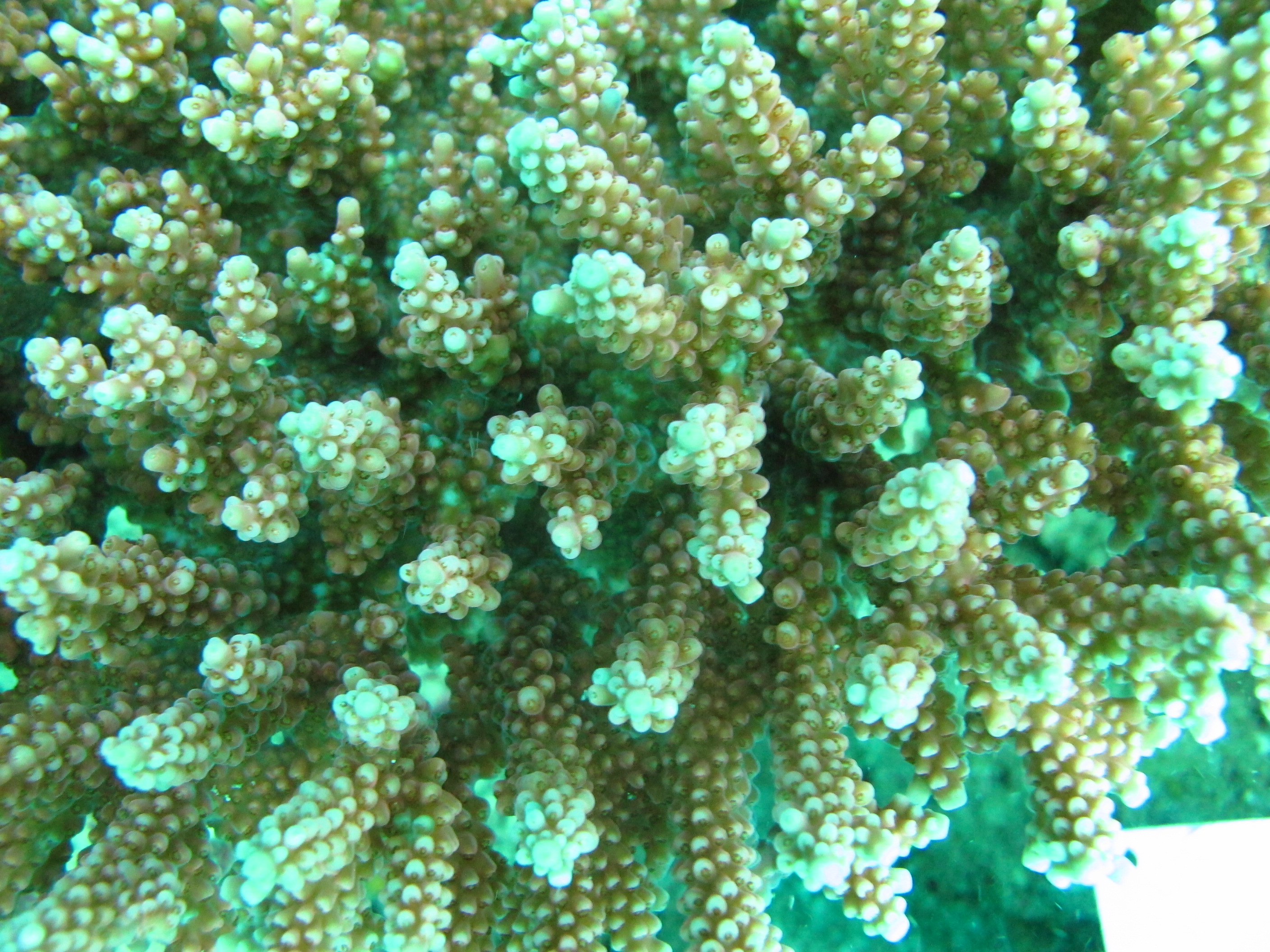 Acropora loripes