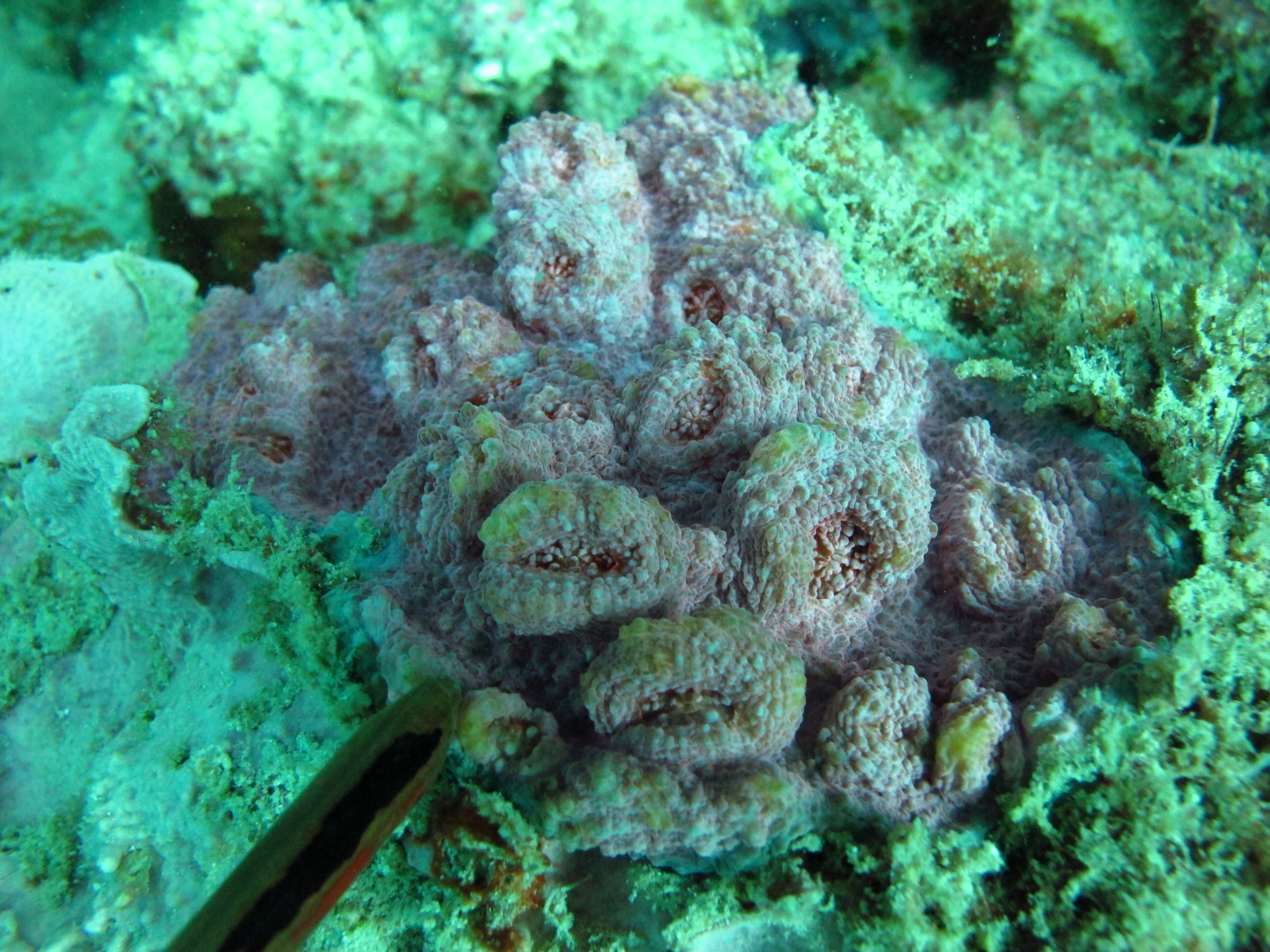Echinophyllia orpheensis