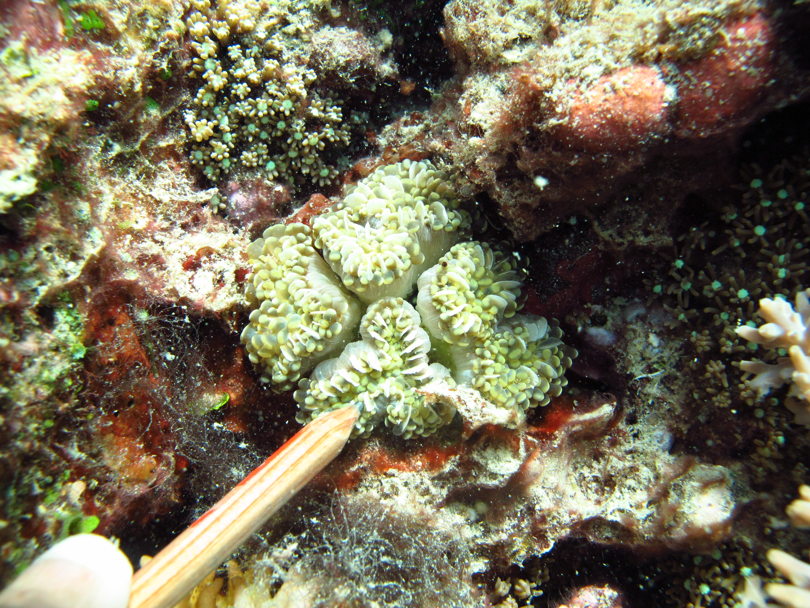 Euphyllia cristata