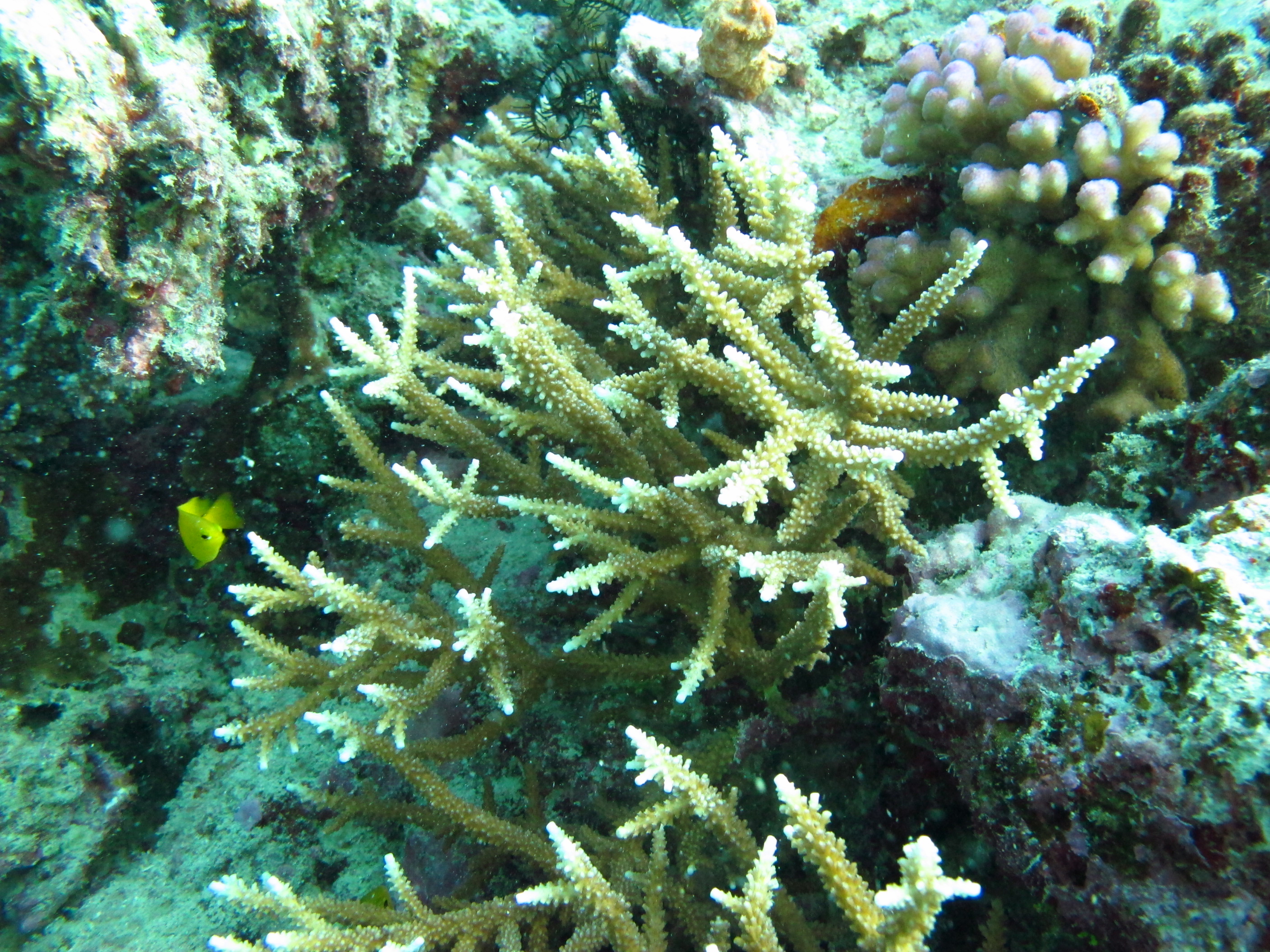 Acropora acuminata