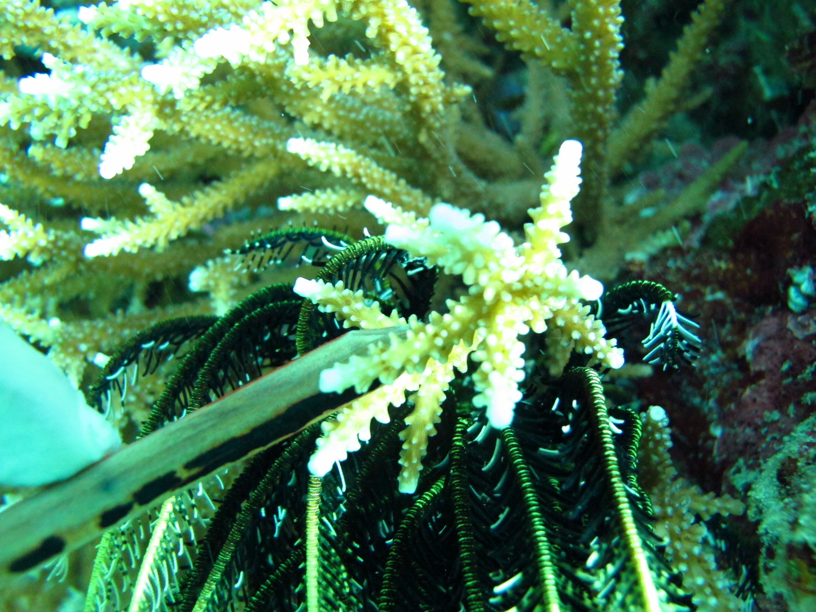 Acropora acuminata