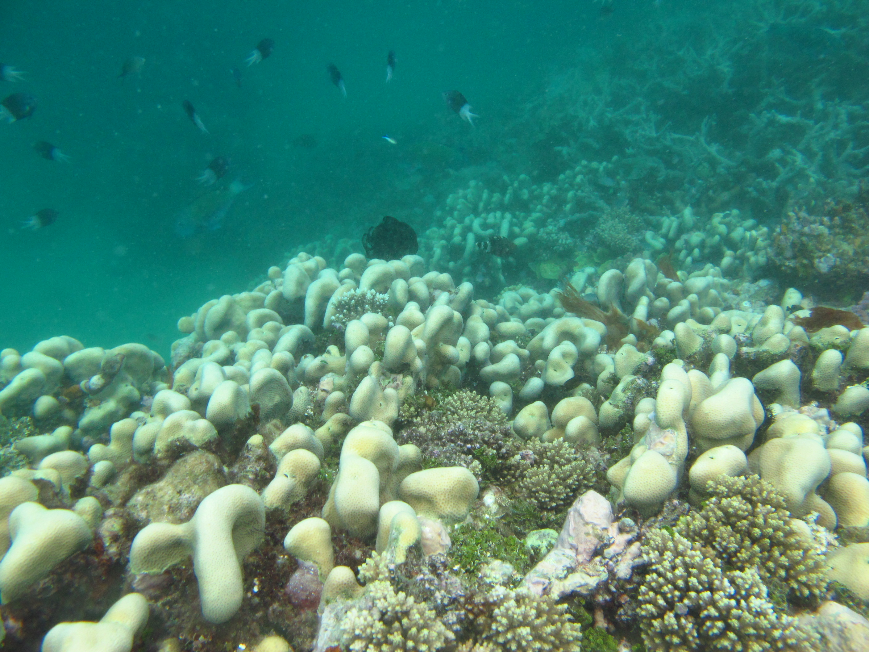 Pavona clavus