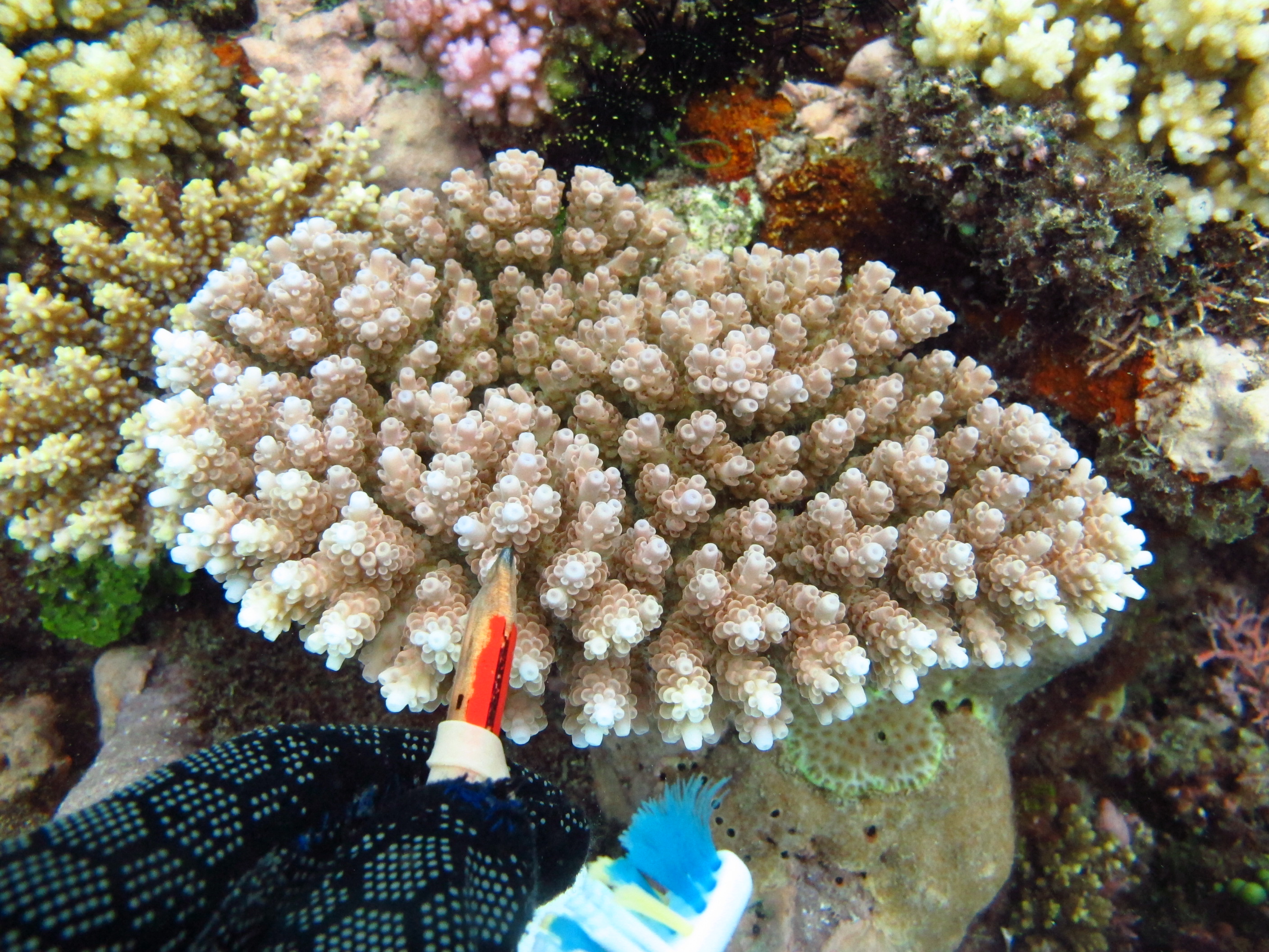 Acropora anthocercis