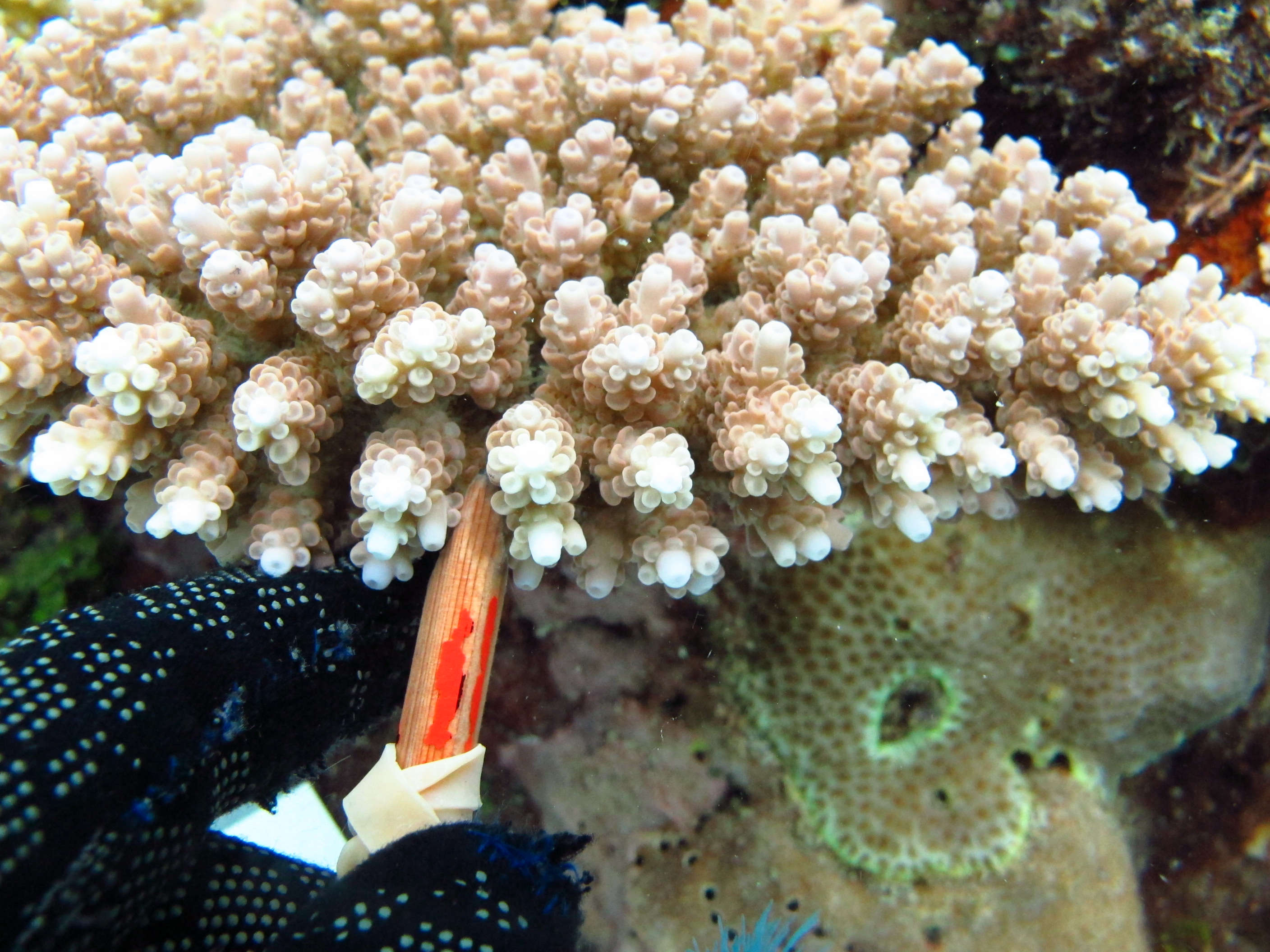 Acropora anthocercis